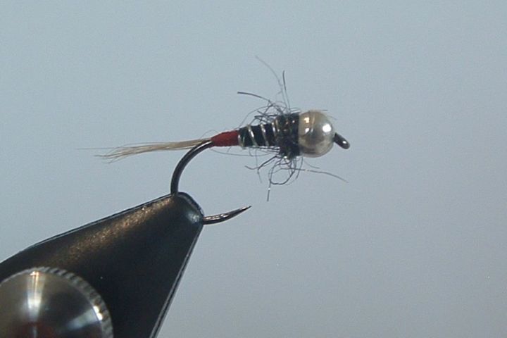 Nymphe Noire à Cul Rouge