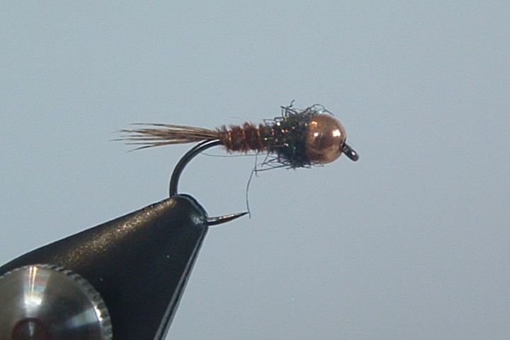 Nymphe Queue de Faisan Cuivrée