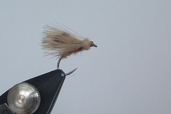 Le Sedge Bécasse et CDC