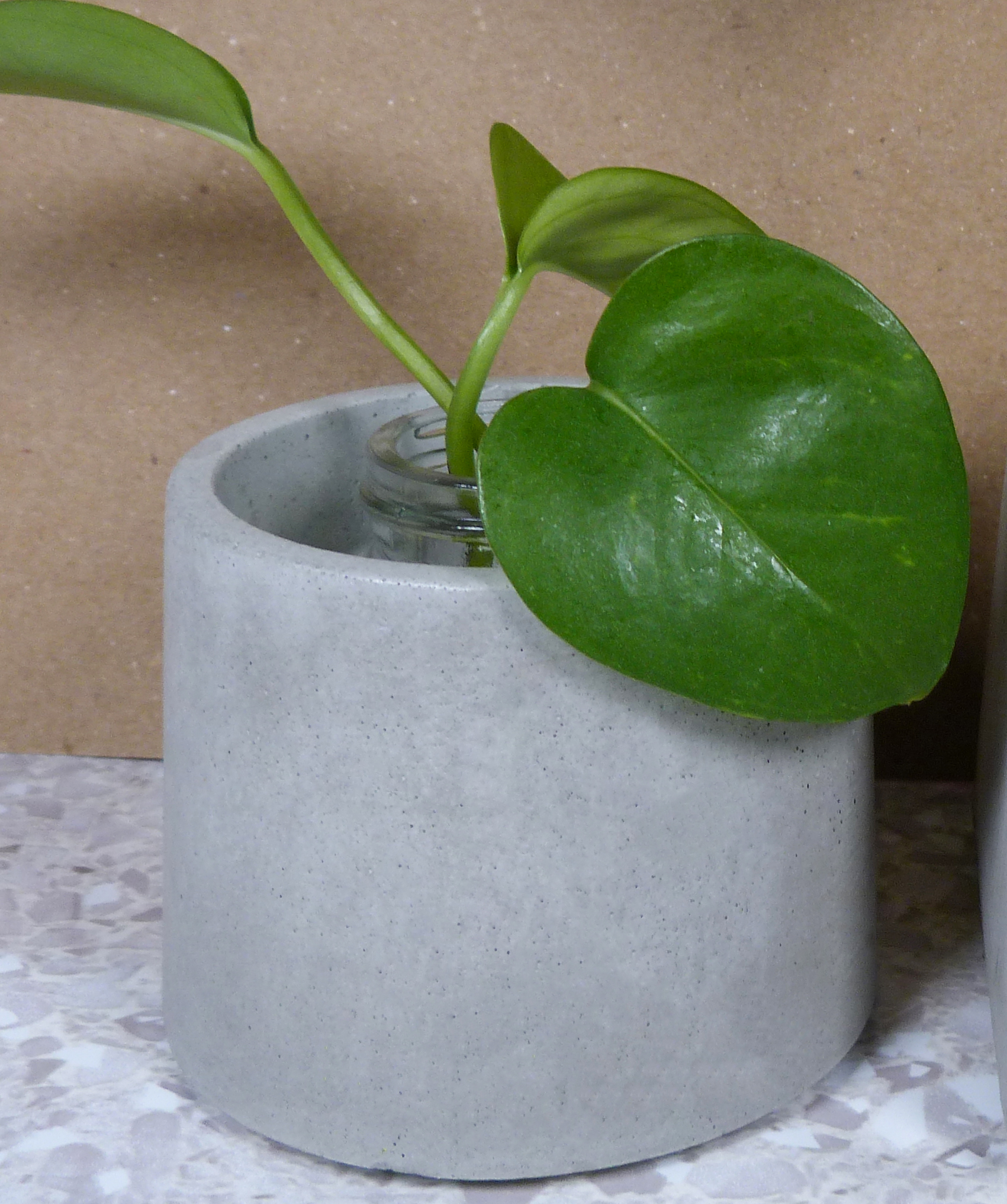 Cylinder-shaped plant holder