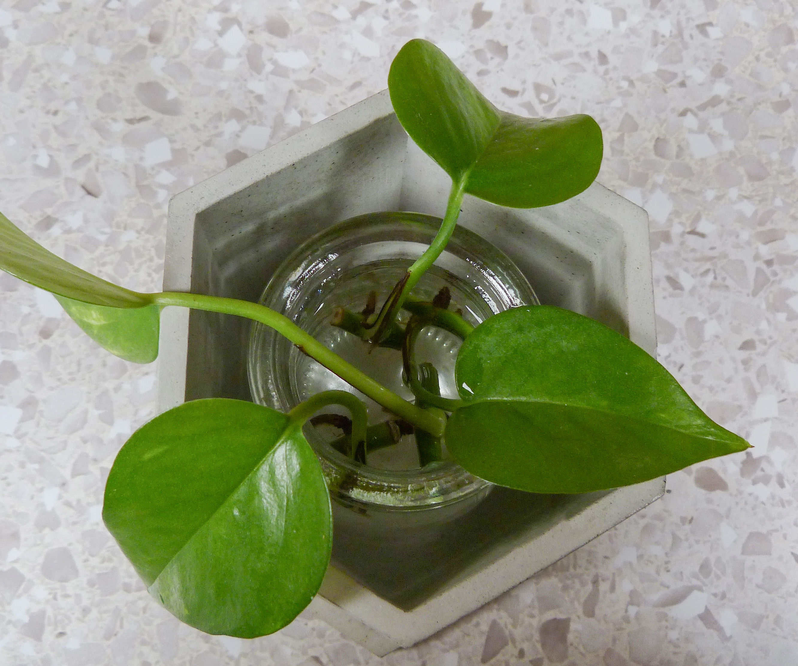 Tall hexagonal Plant holder