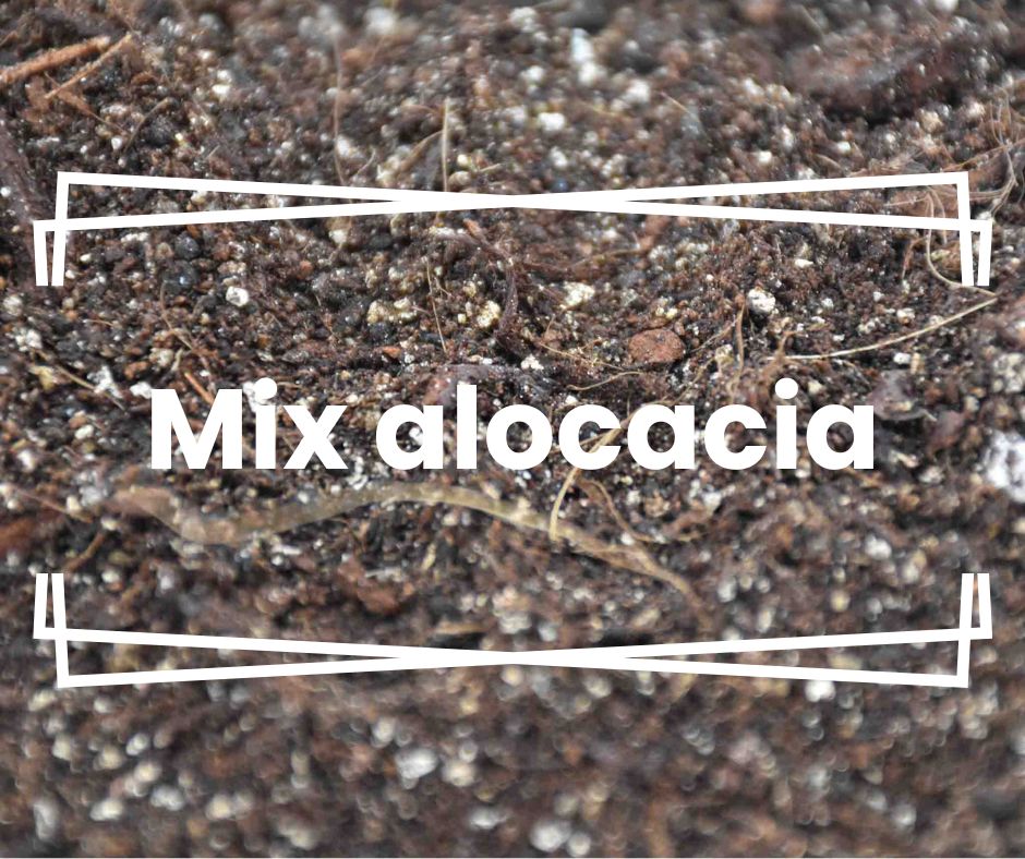 Mix alocacia
