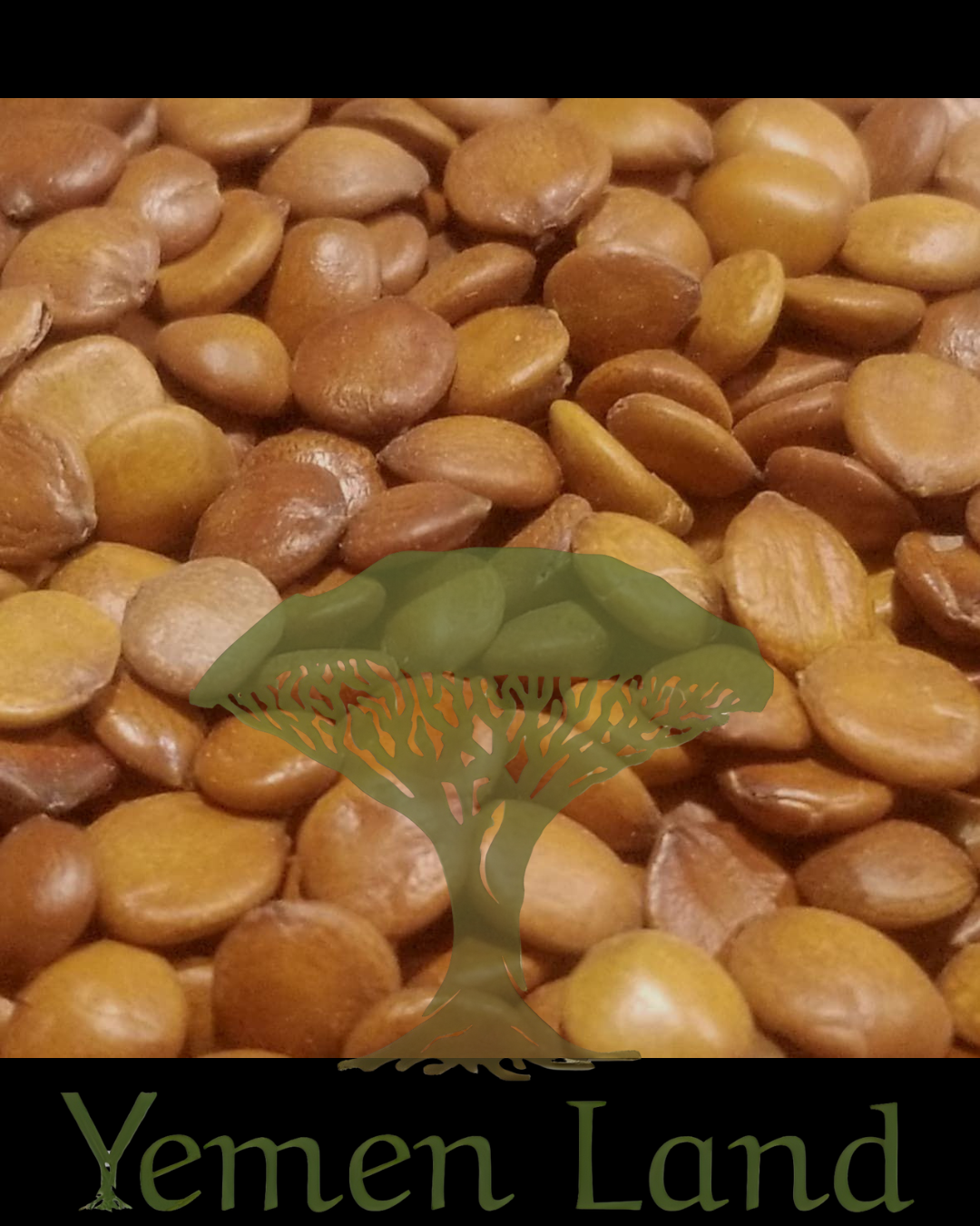 Raw Sidr Seeds Ziziphus Spina-Christi Natural Herbal Botanical Traditional Use