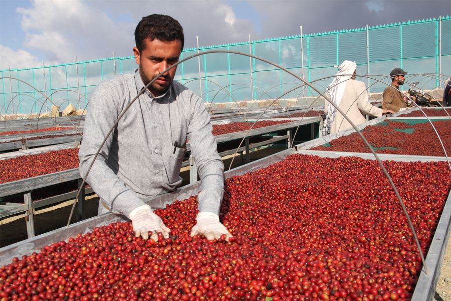 Yemeni Harazi Green Coffee Beans Arabica | Premium Raw Unroasted Coffee بن يمني