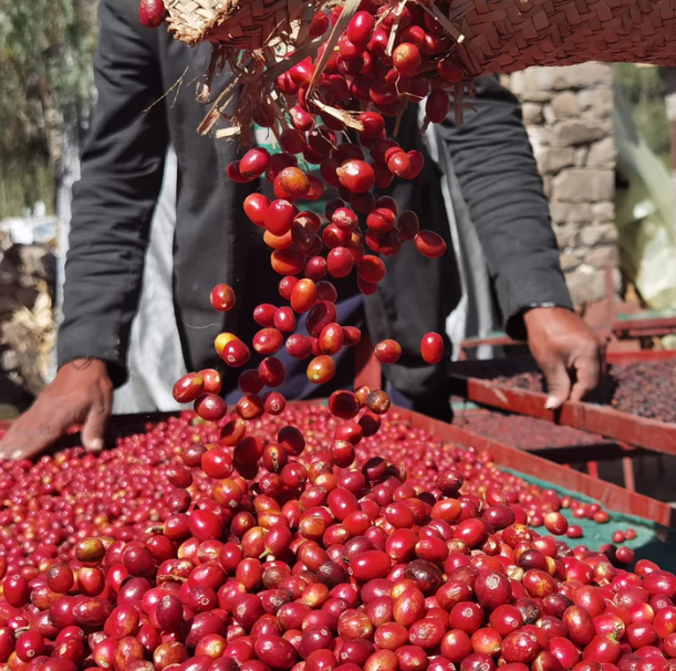 Yemeni Harazi Green Coffee Beans Arabica | Premium Raw Unroasted Coffee بن يمني