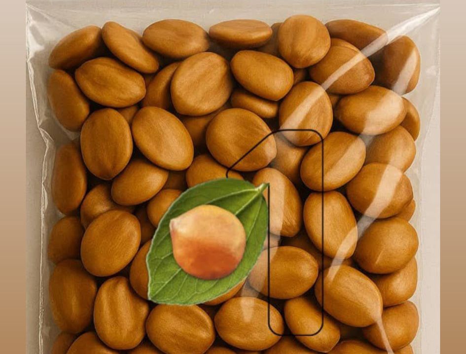 Raw Sidr Seeds Ziziphus Spina-Christi Natural Herbal Botanical Traditional Use