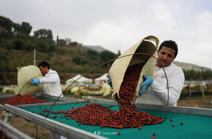 Yemeni Jazwah Turkish Coffee Style Ground | Rich & Authentic Blend