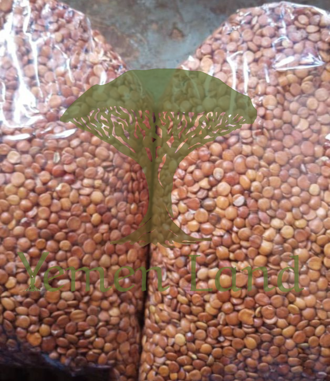 Raw Sidr Seeds Ziziphus Spina-Christi Natural Herbal Botanical Traditional Use