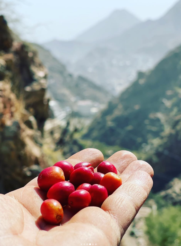 Yemeni Yafai Coffee Beans Arabica | Premium Single Origin | Ground | بُن يافعي 