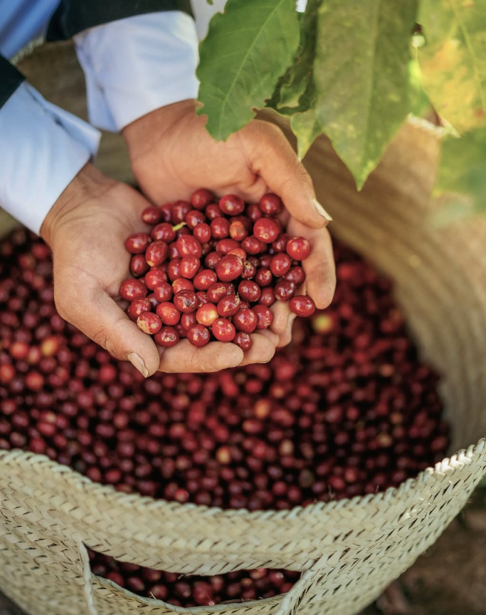 Yemeni Harazi Specialty Coffee Beans Premium Single Origin Berry & Citrus Notes