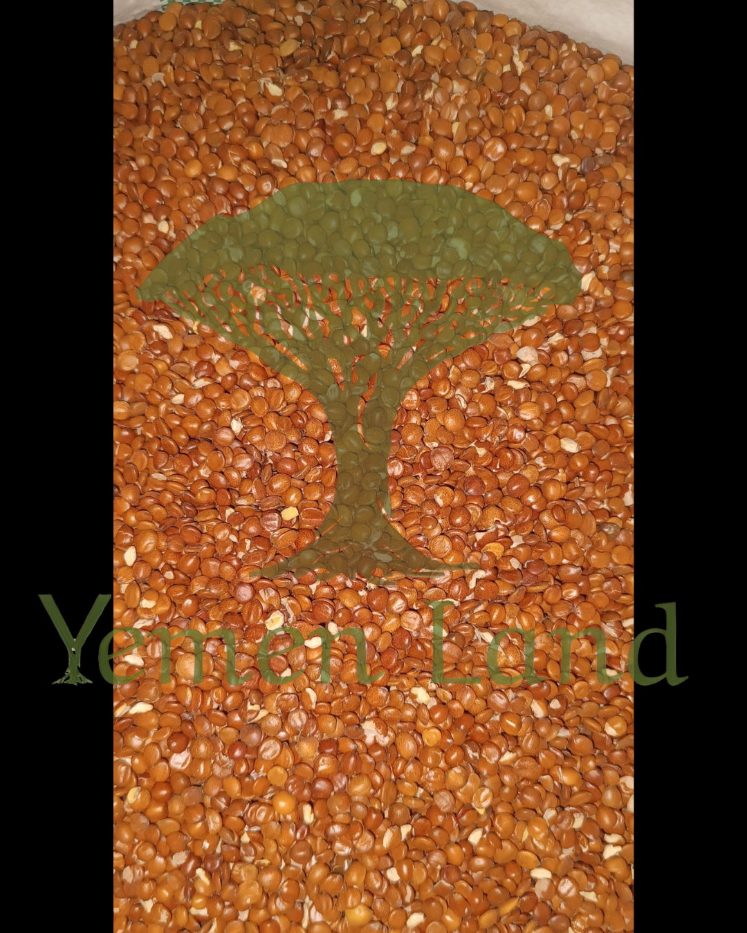 Raw Sidr Seeds Ziziphus Spina-Christi Natural Herbal Botanical Traditional Use