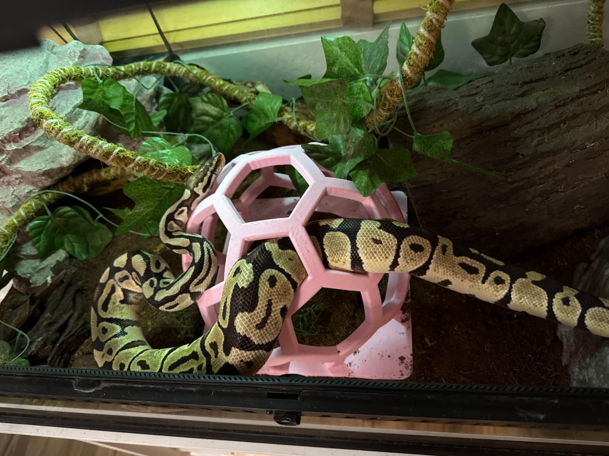Hexagon Reptile Climbing Gym/Playground
