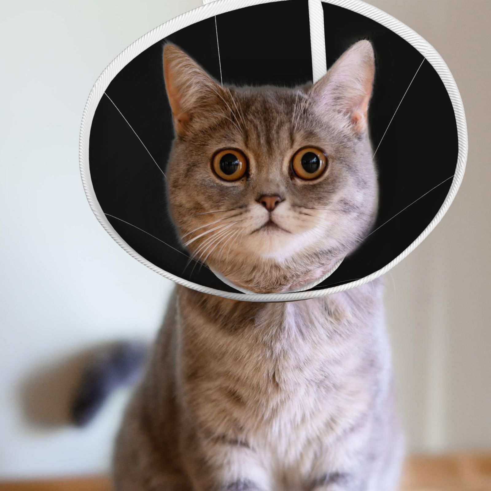 Protective Cat Cone