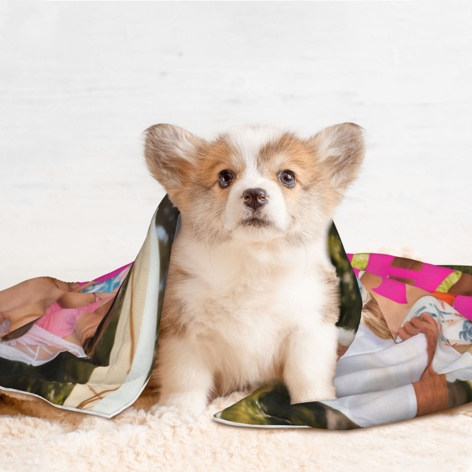 Sleepy French Bulldog Puppy