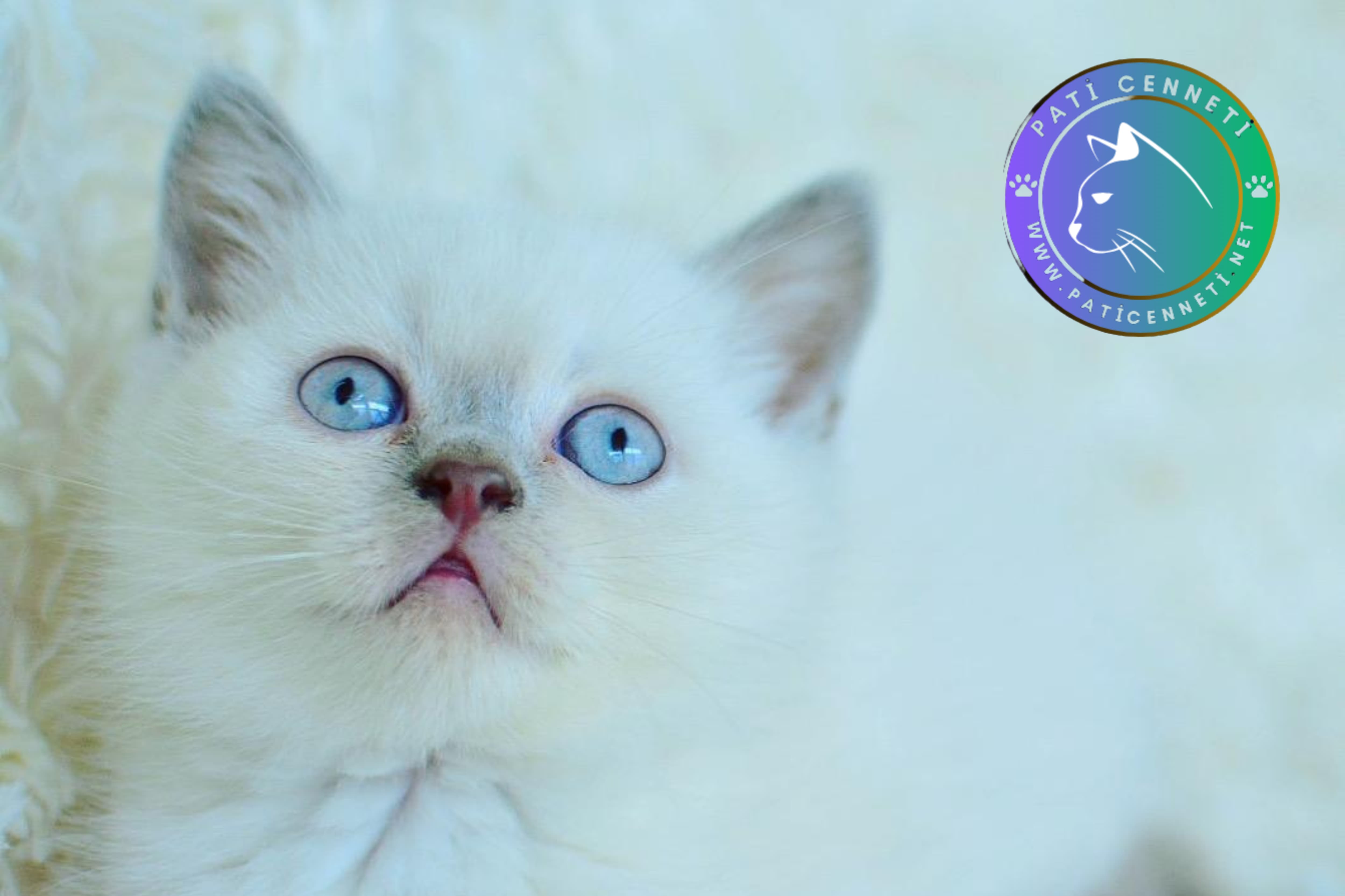 Blue Point British Shorthair 