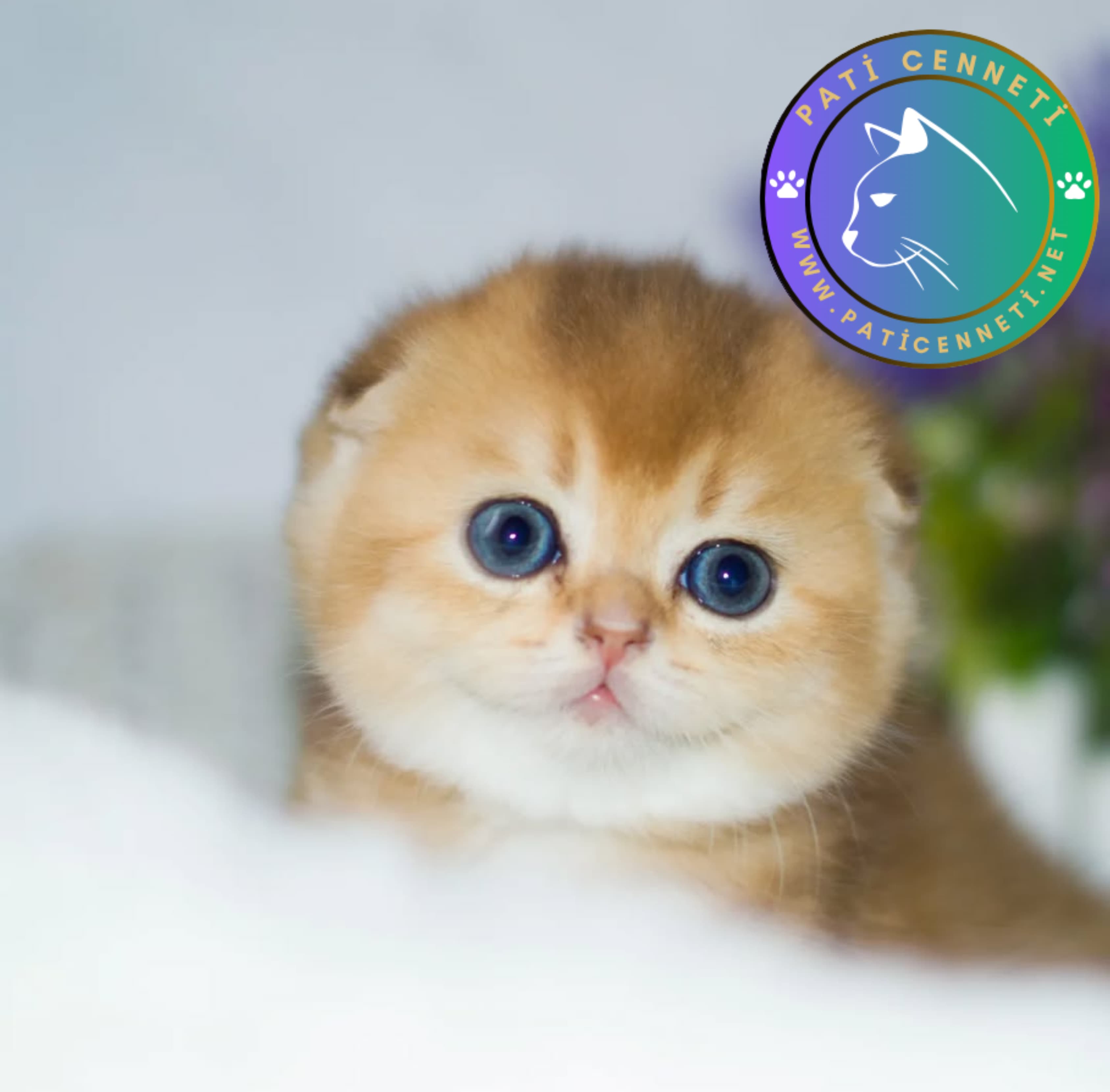 Golden Scottish Fold Shorthair NY11