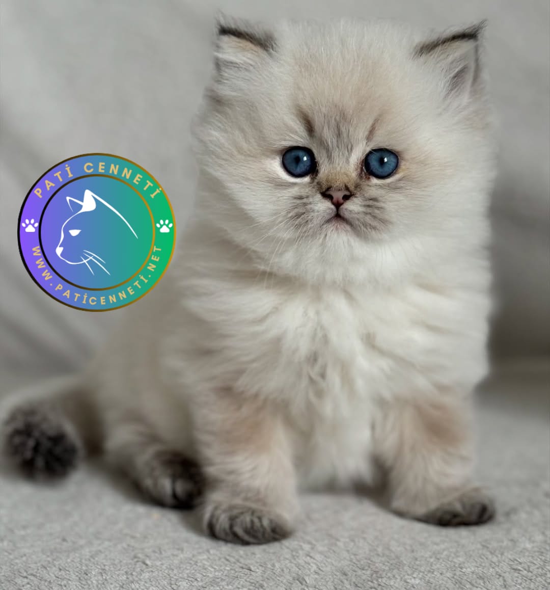 Bluepoint British Longhair