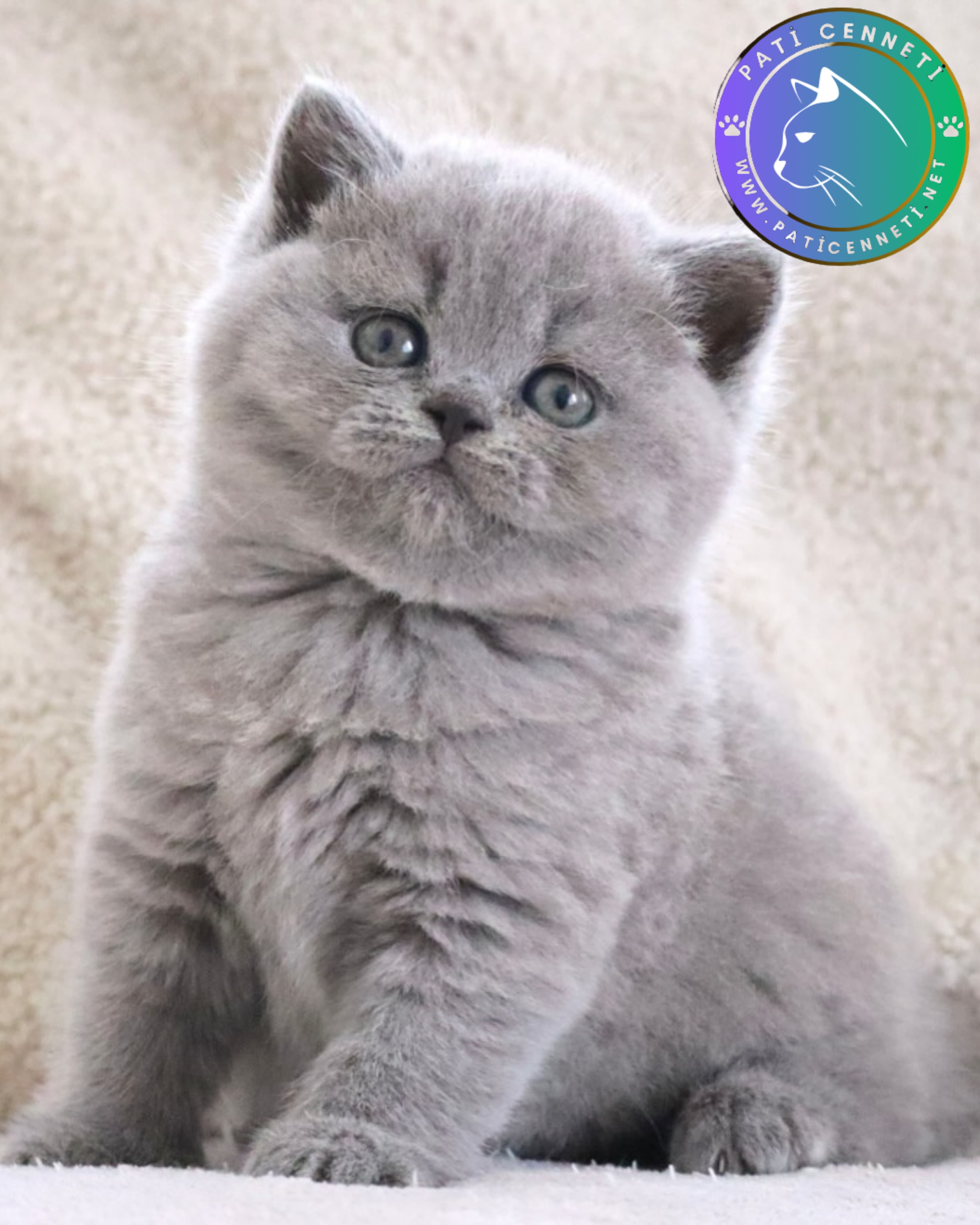 Gri British Shorthair
