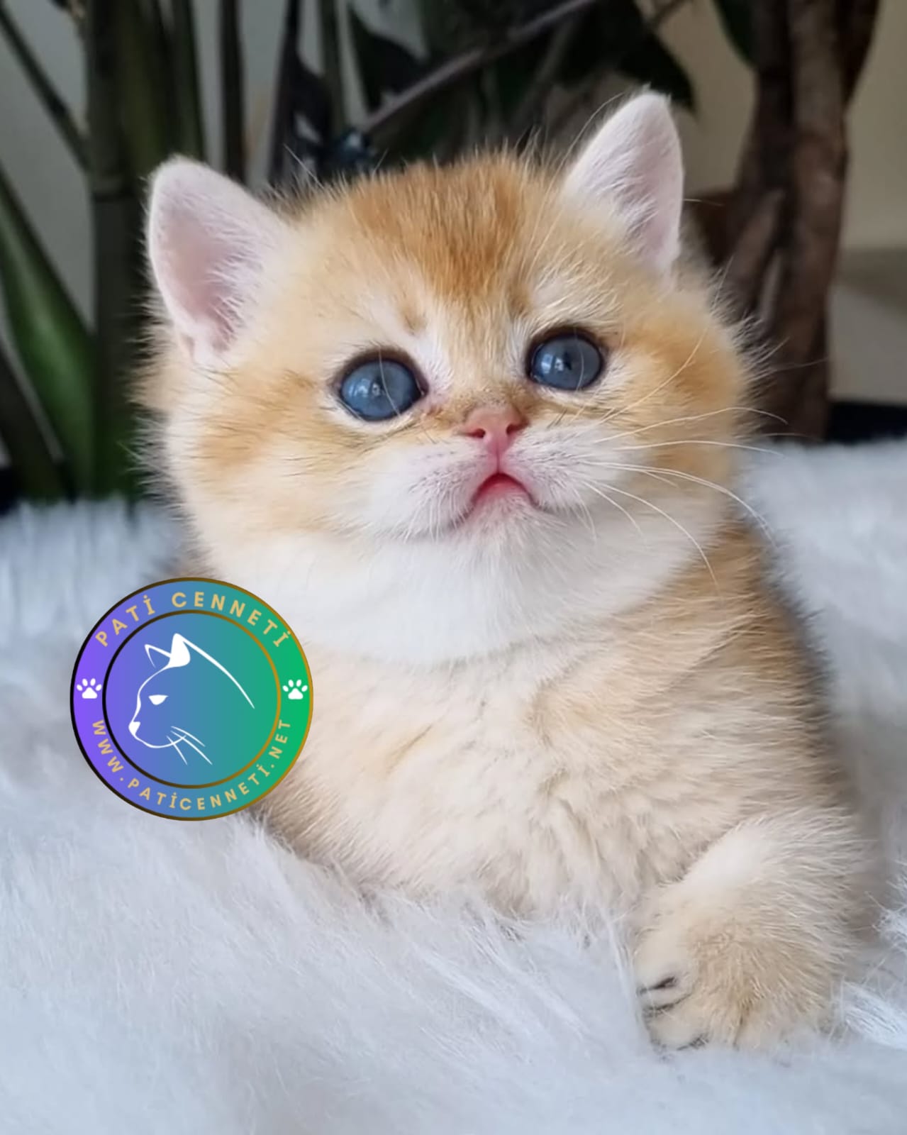 Golden British Shorthair