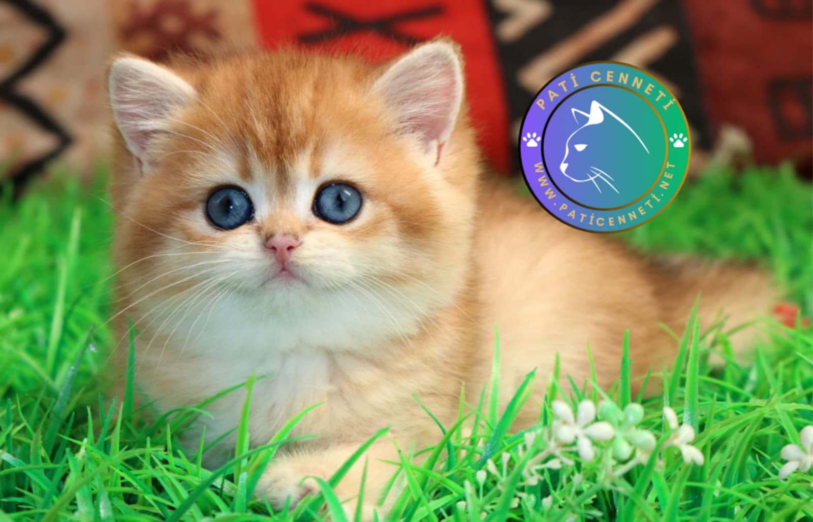 Golden British Shorthair