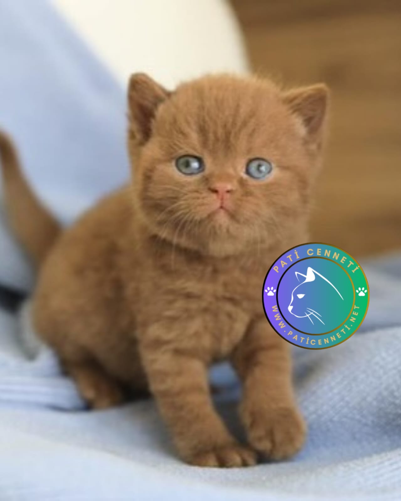 Chocolate British Shorthair