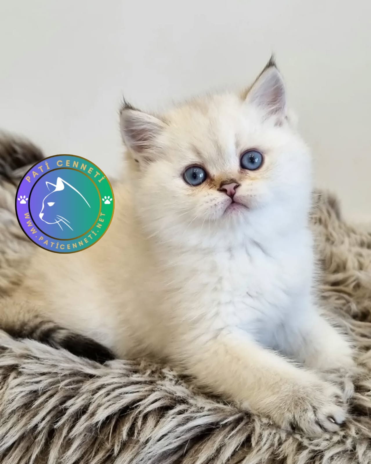 Silver British Shorthair