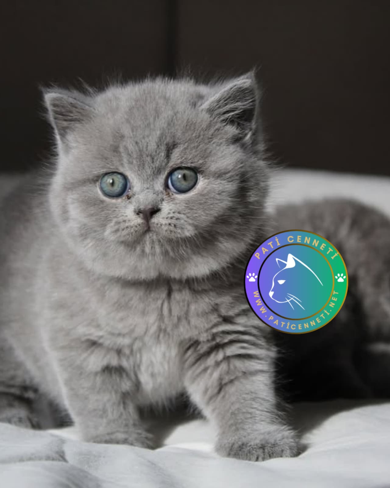 Gri british Shorthair