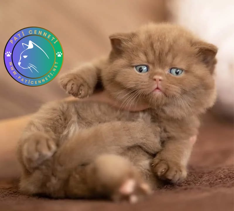 Chocolate British Shorthair