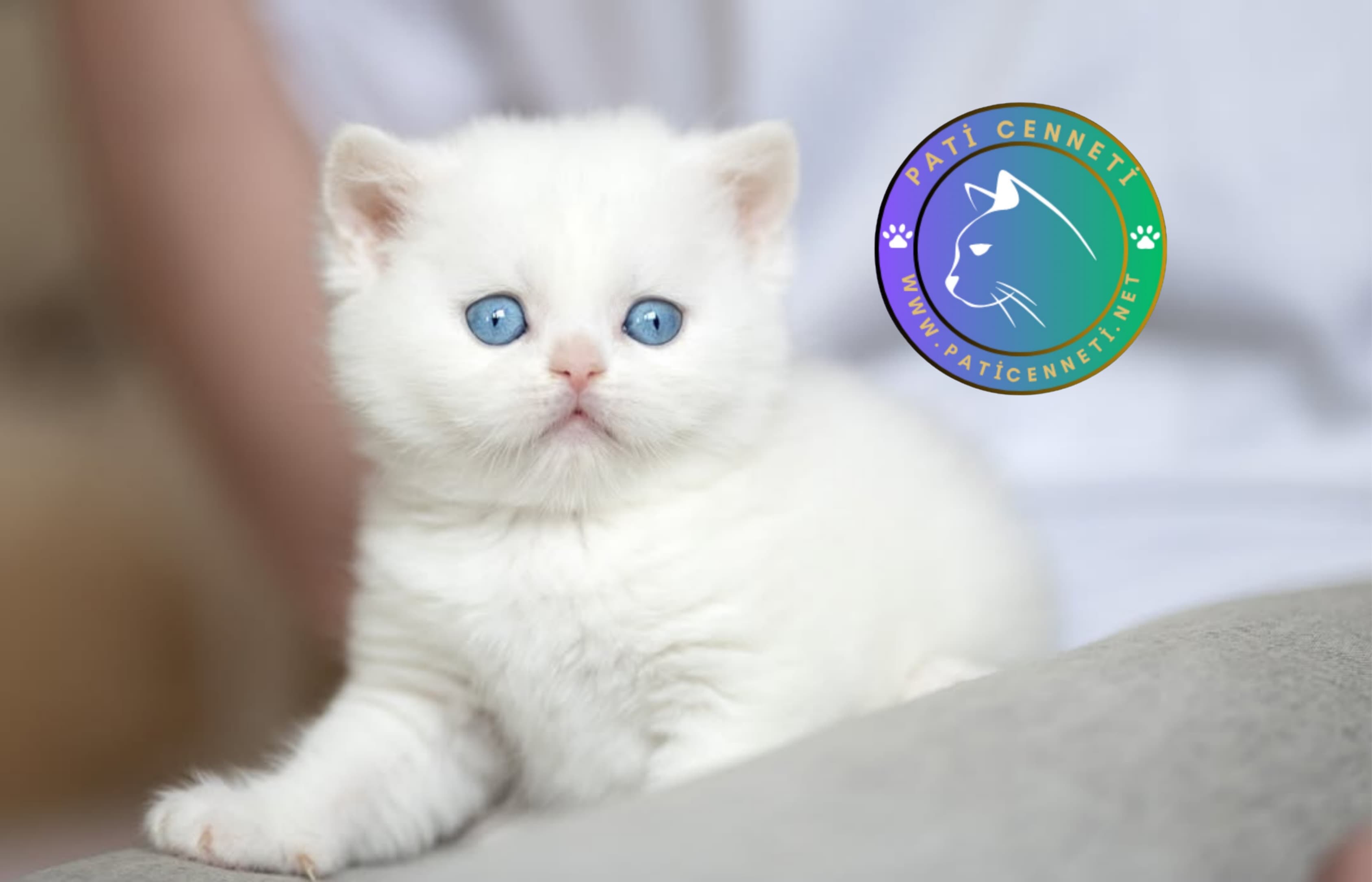 Silver British Shorthair  NS1133