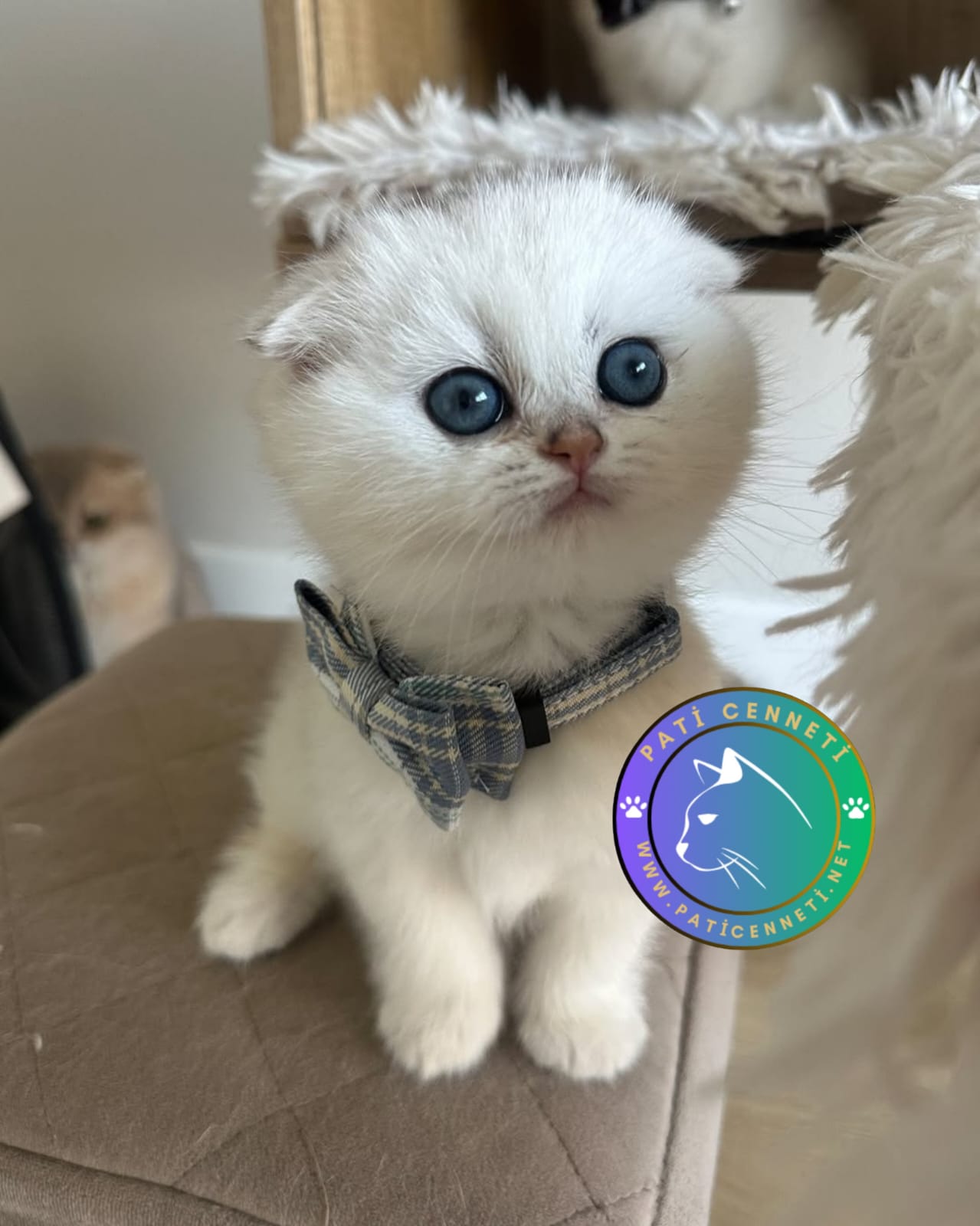 Silver Scottish Fold Shorthair
