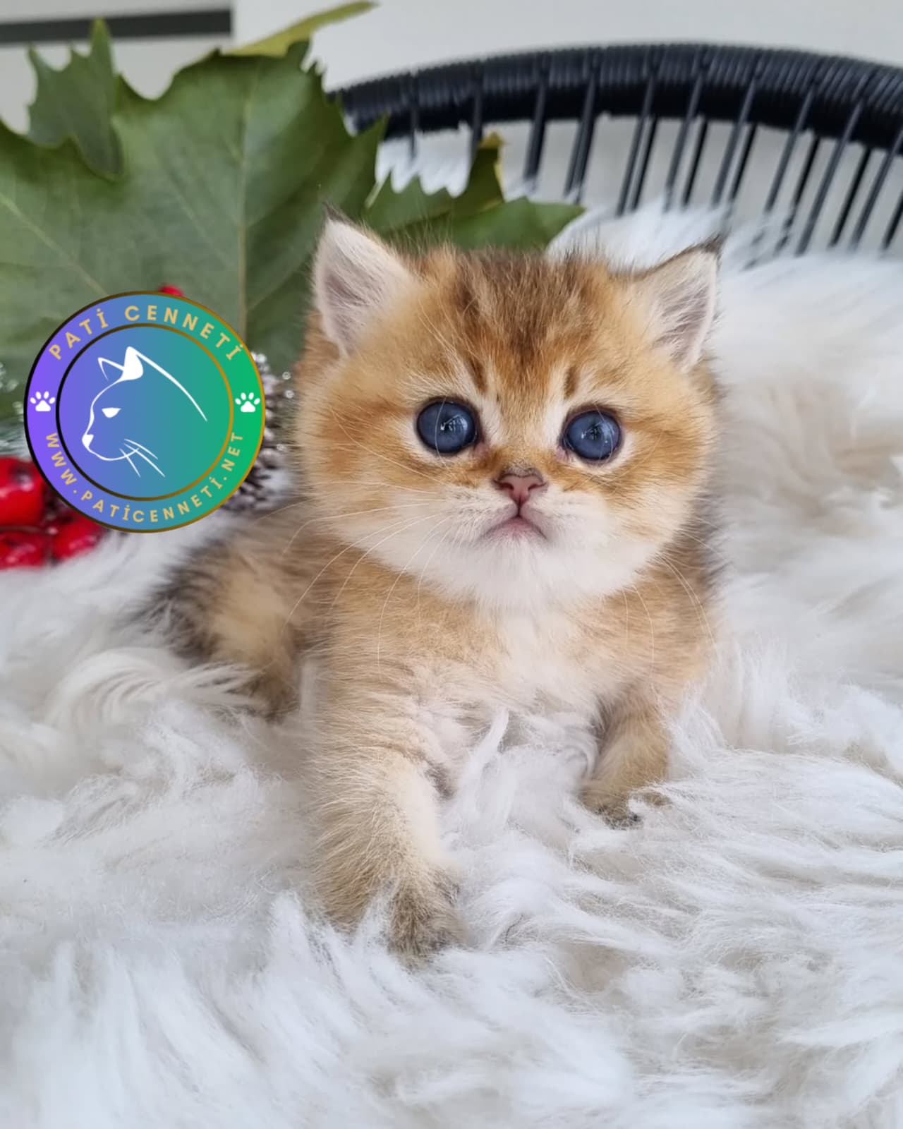 Golden British Shorthair