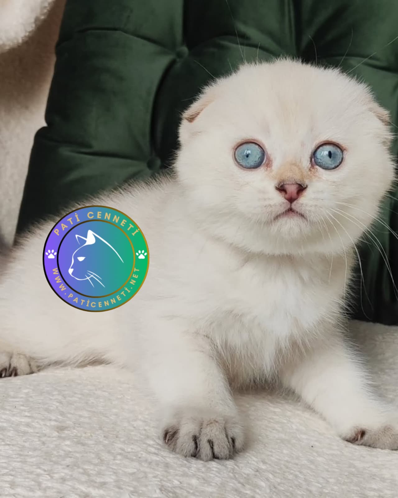 Silver Scottish Fold Shorthair NS1133