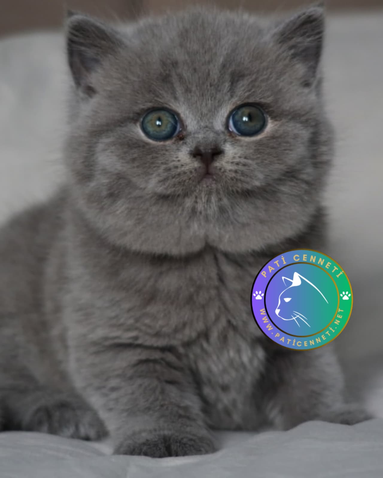 Gri british Shorthair