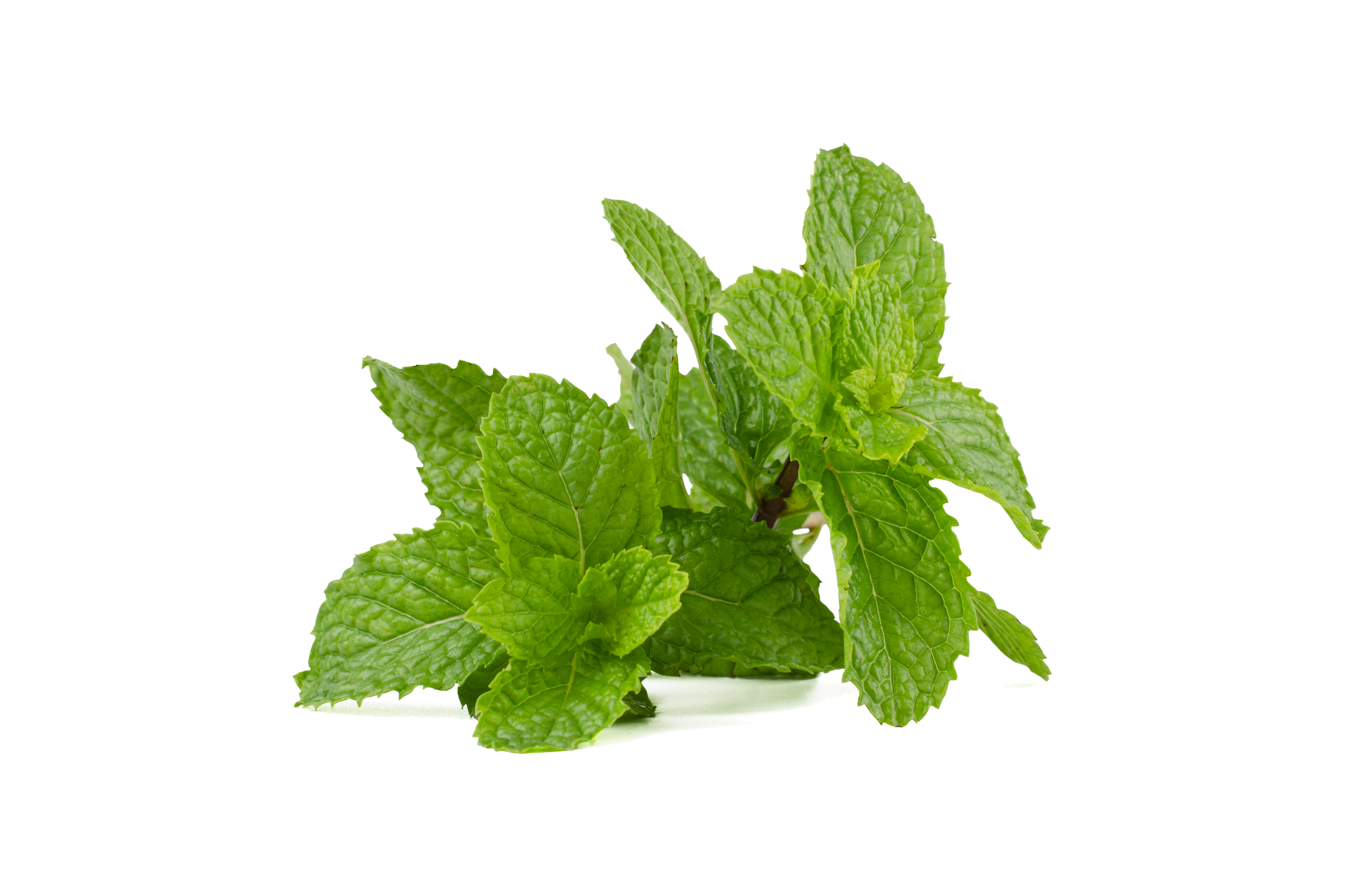 Šokoladinės mėtos arbata