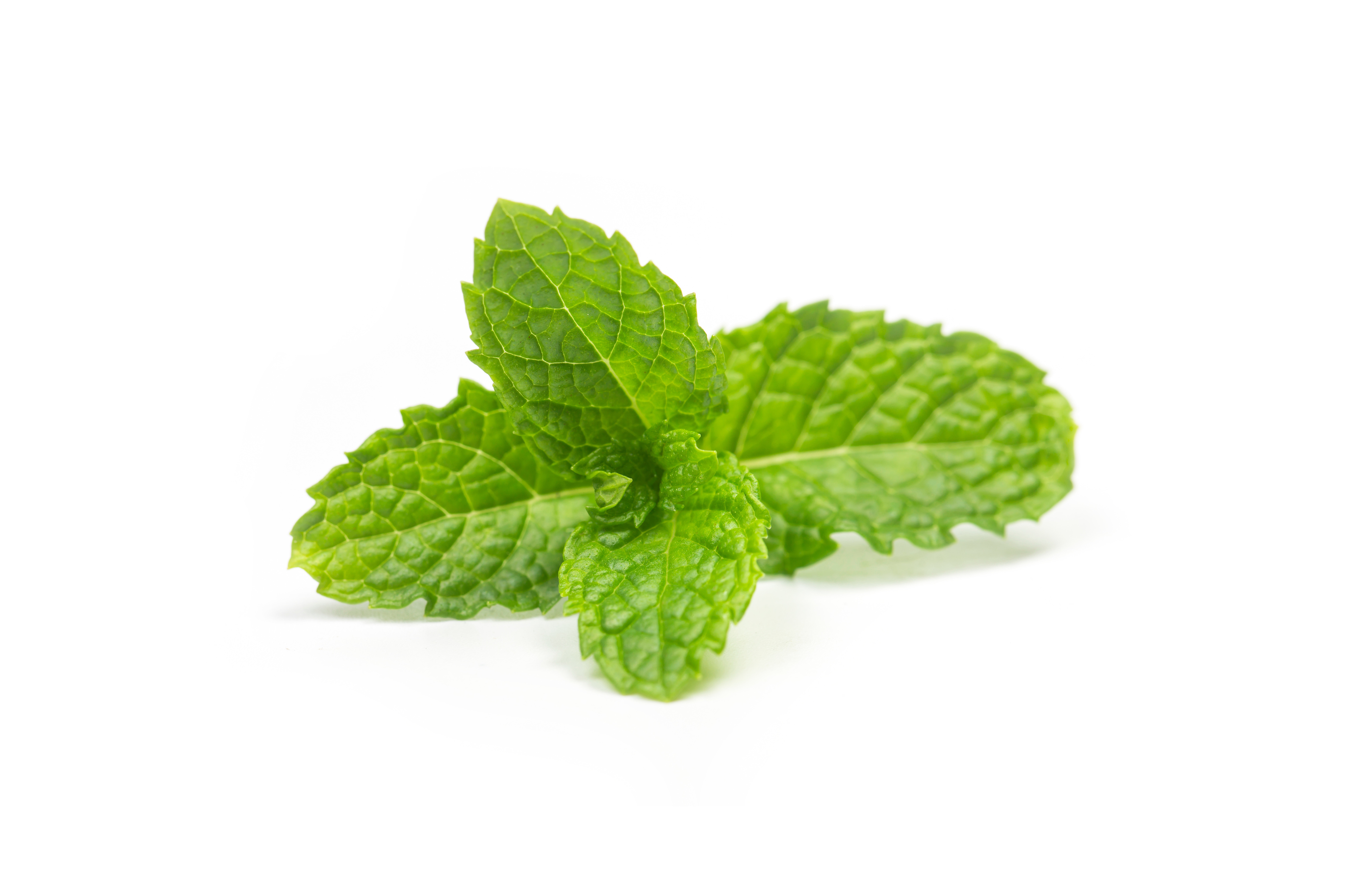 Paprastosios mėtos arbata