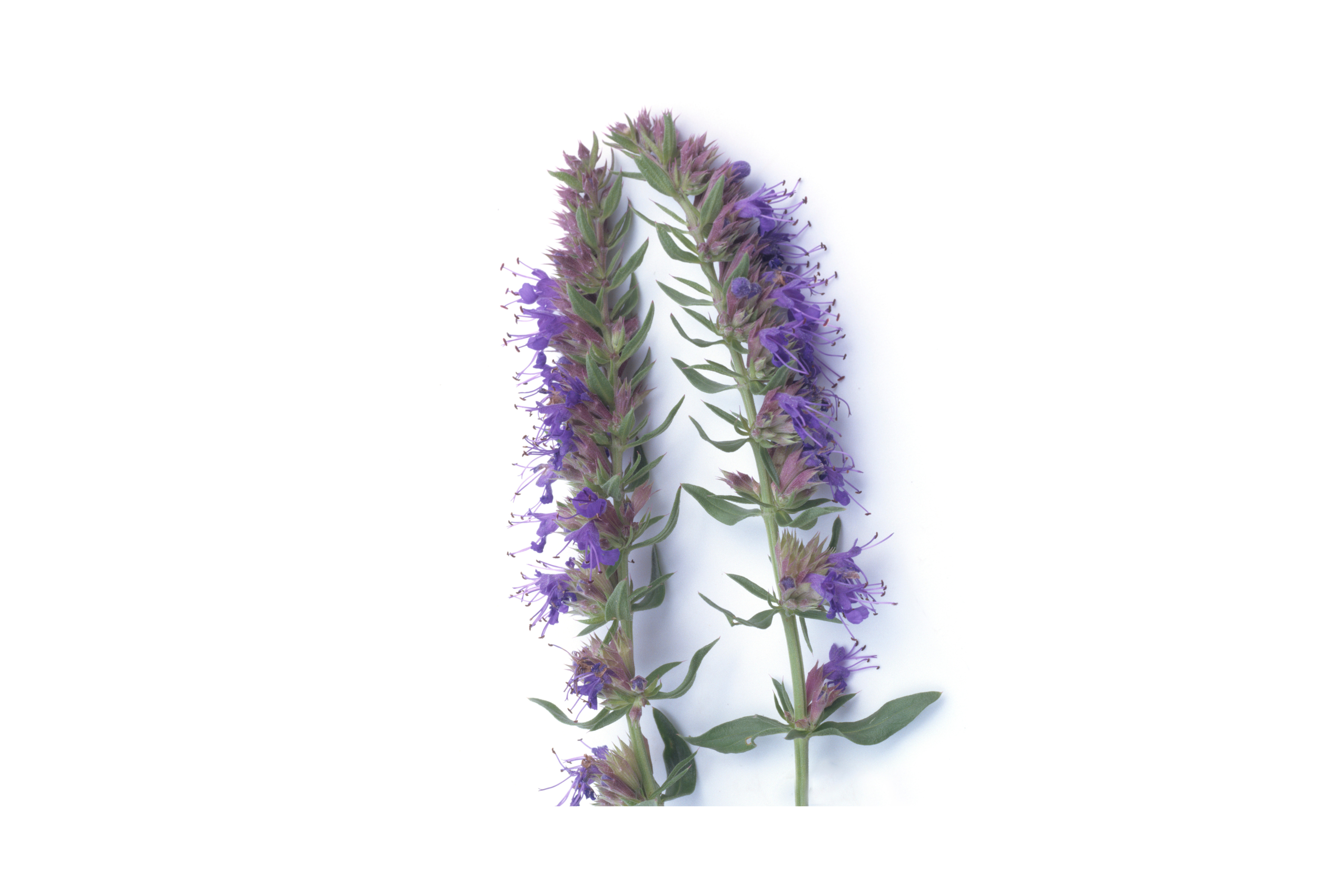 Anyžinio lofanto arbata