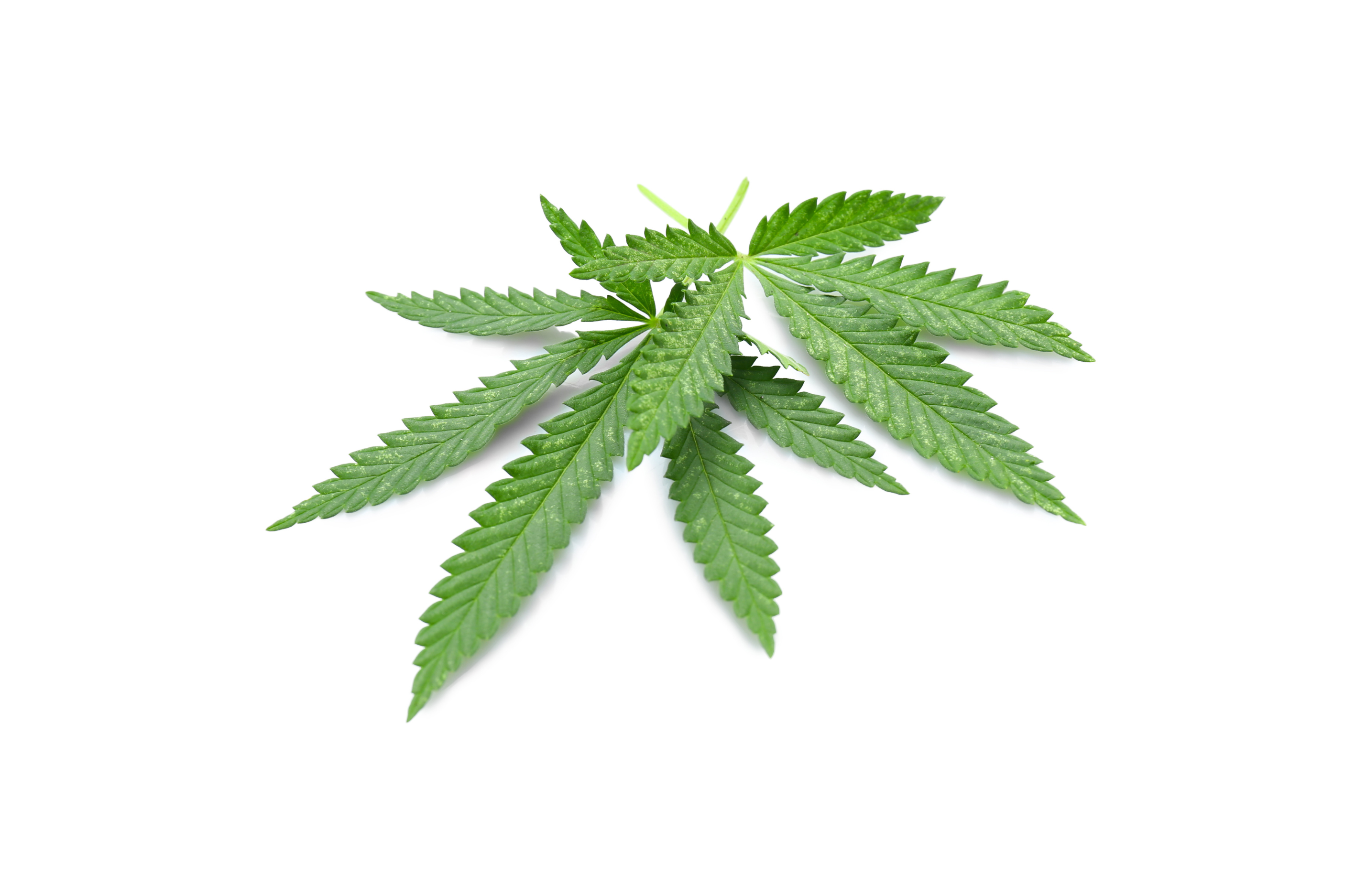 Pluoštinės kanapės arbata