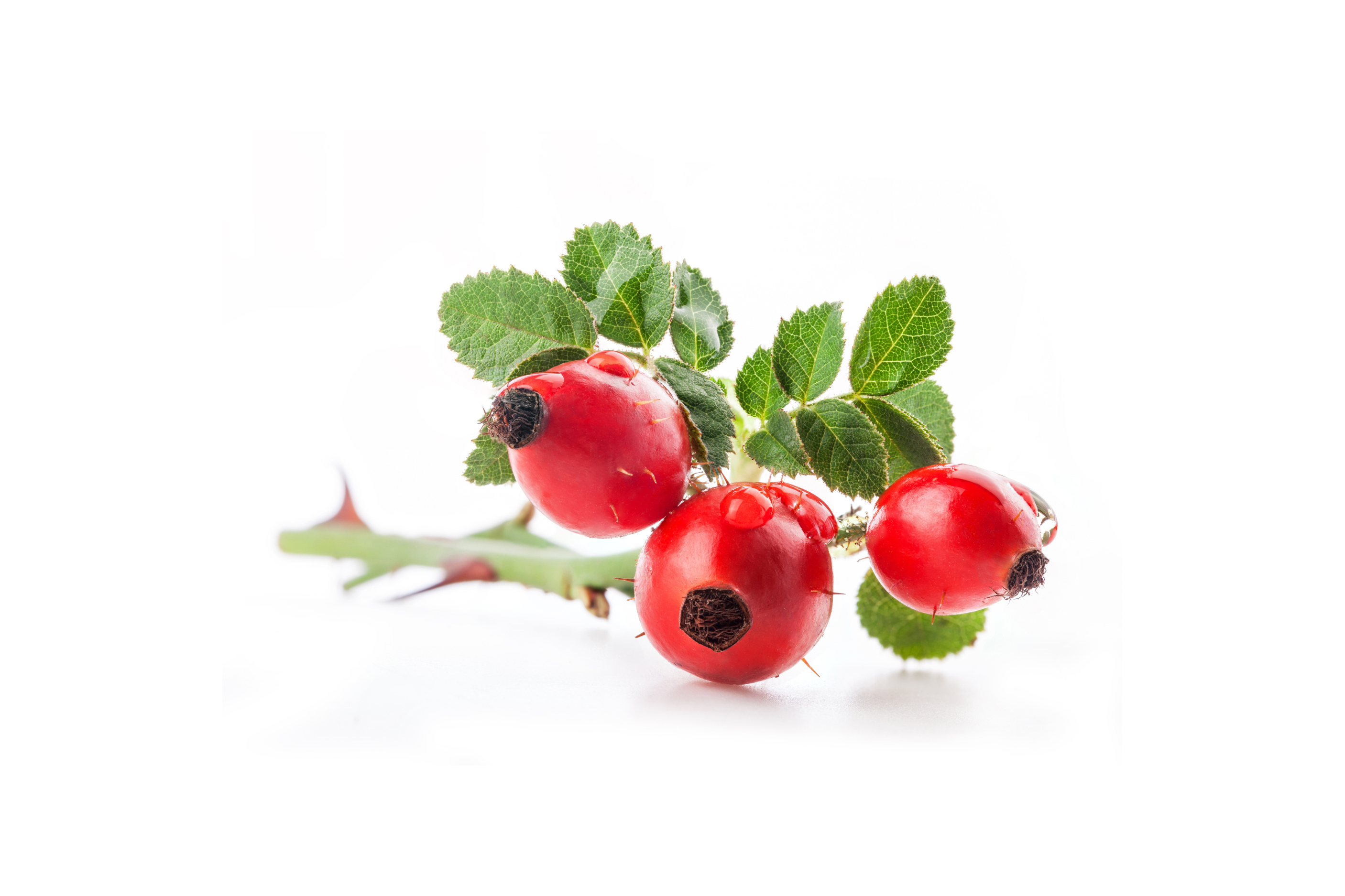 Erškėtrožių fitolis