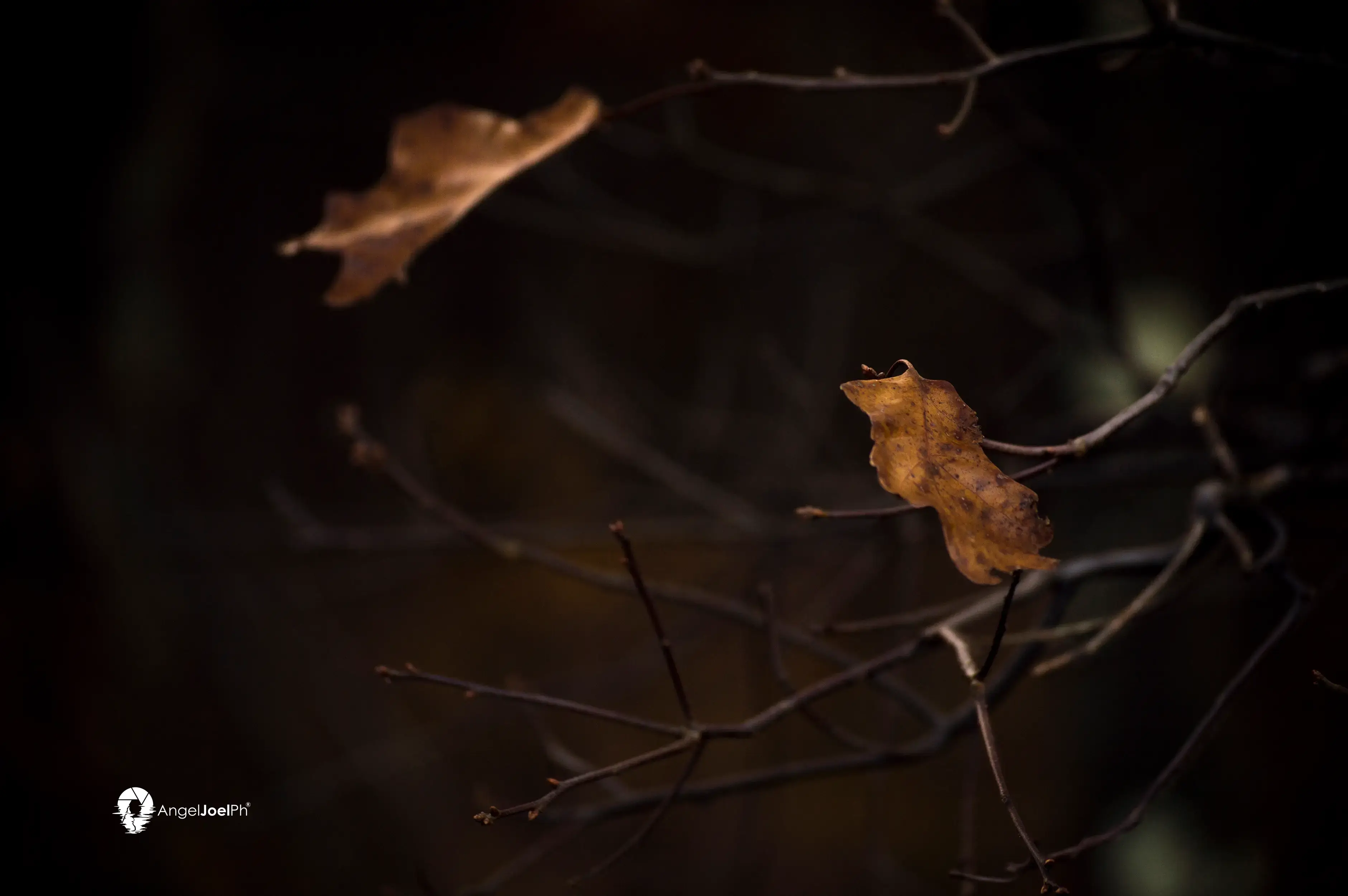 Autumn’s Last Breath