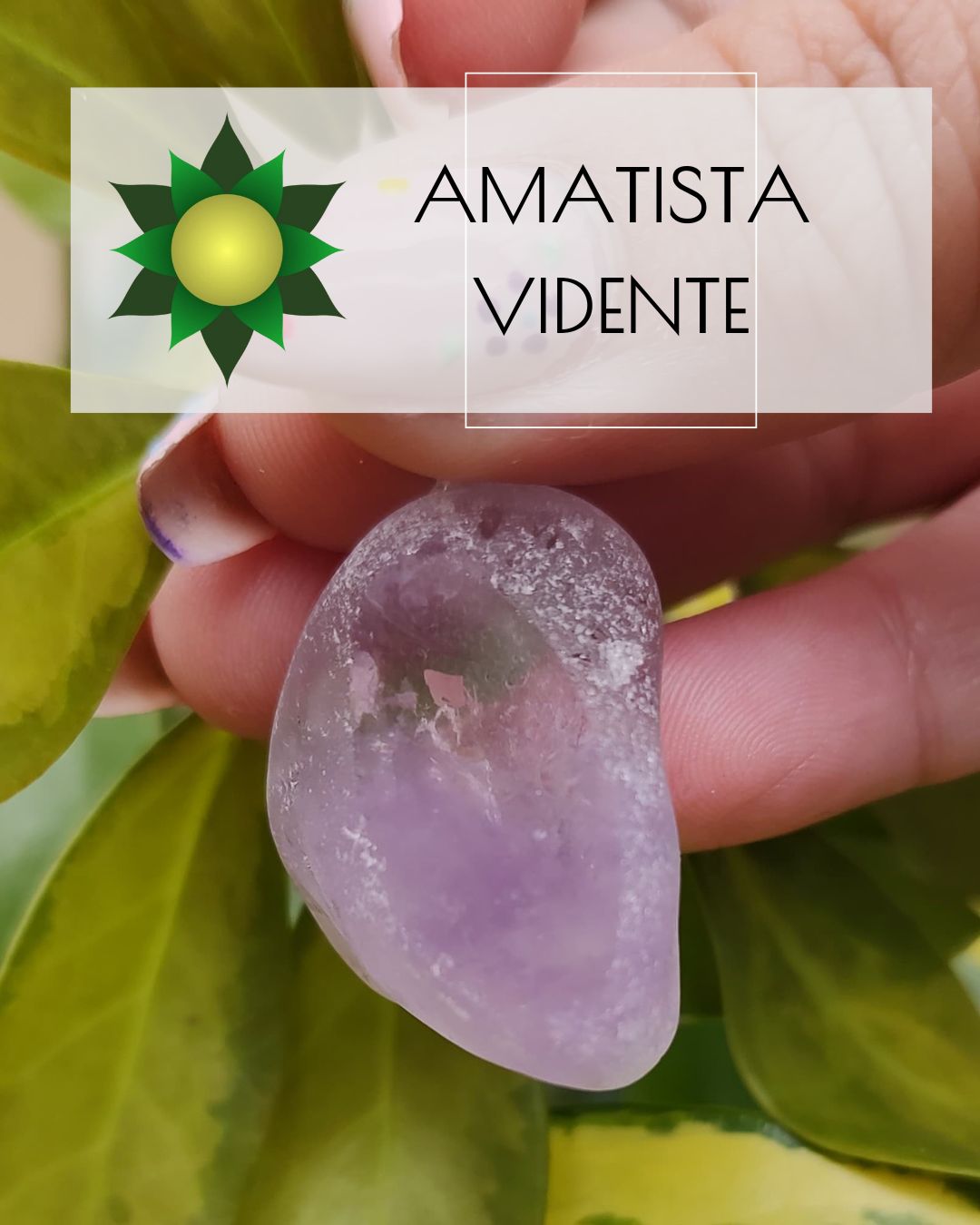 Amatista vidente