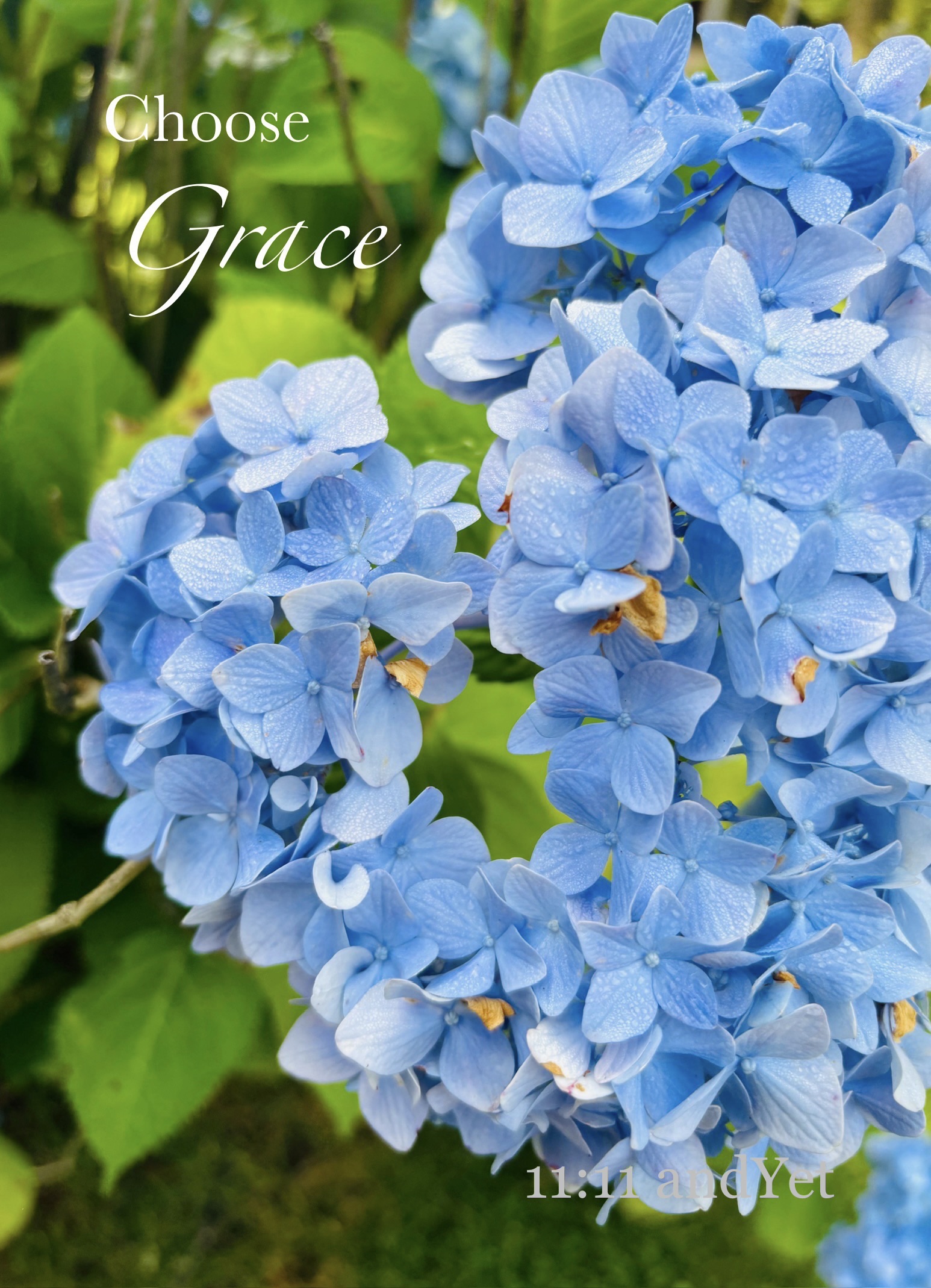 Harmony Among Hydrangeas
