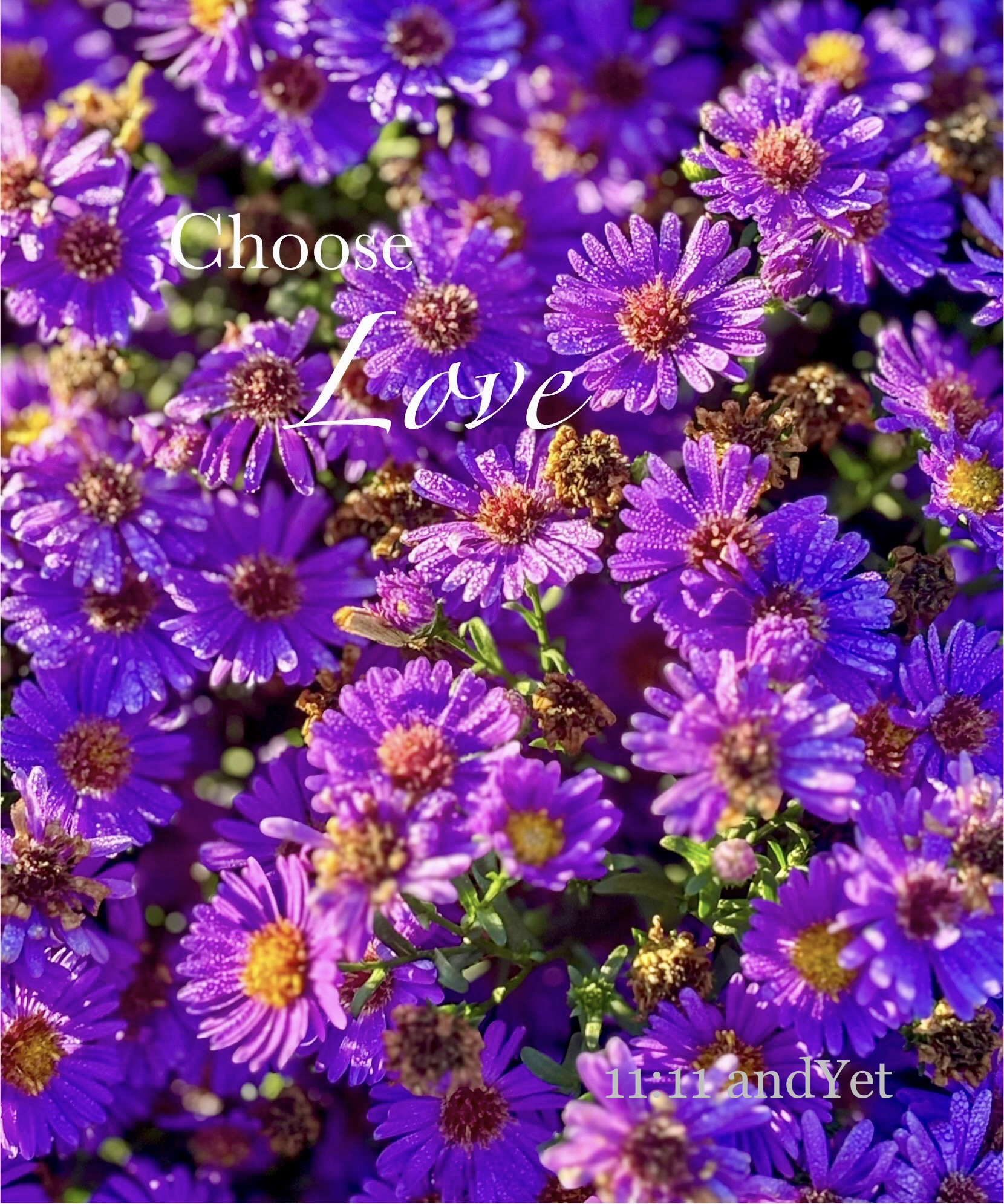 When Wildflowers Sing