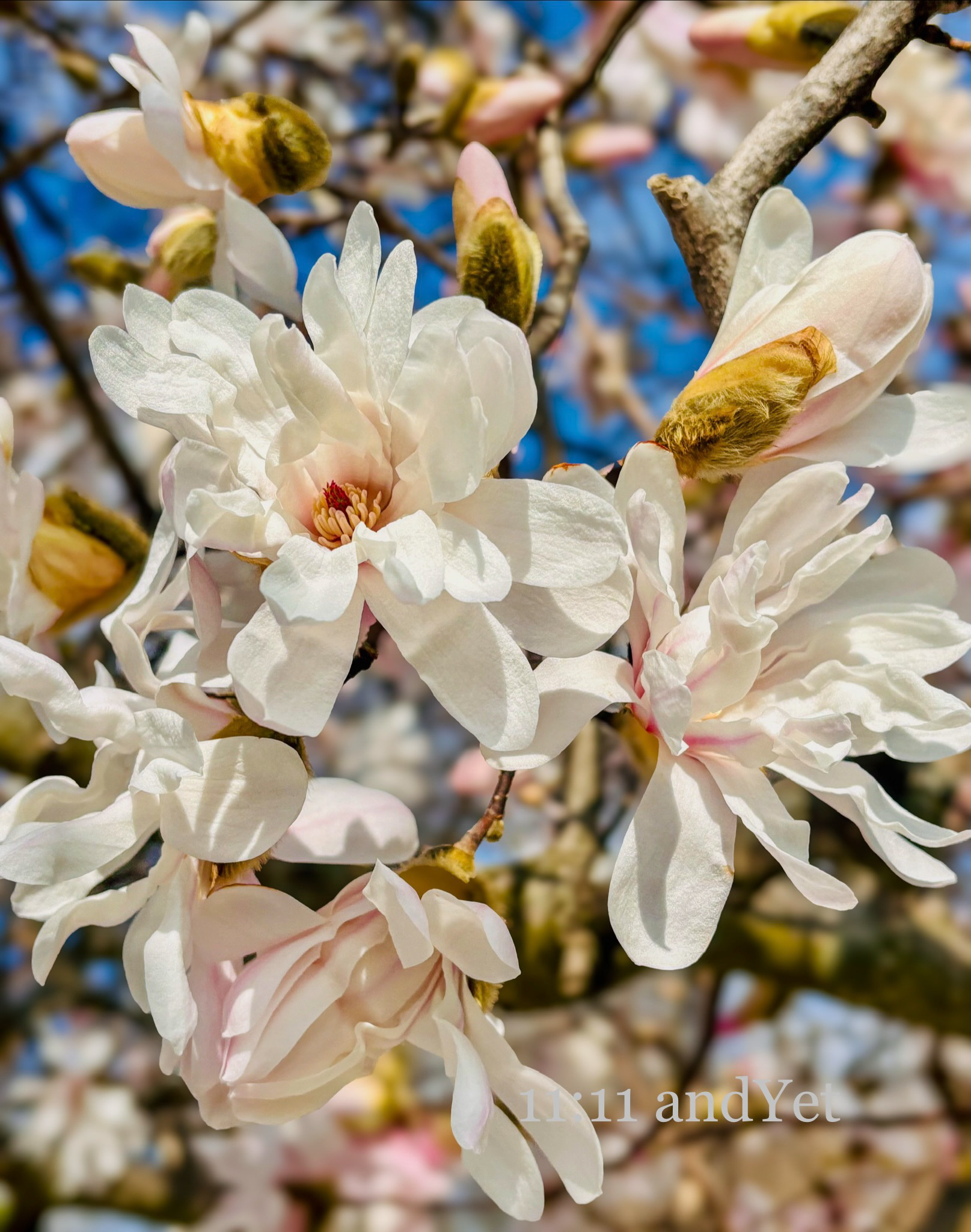 Petals of Perseverance
