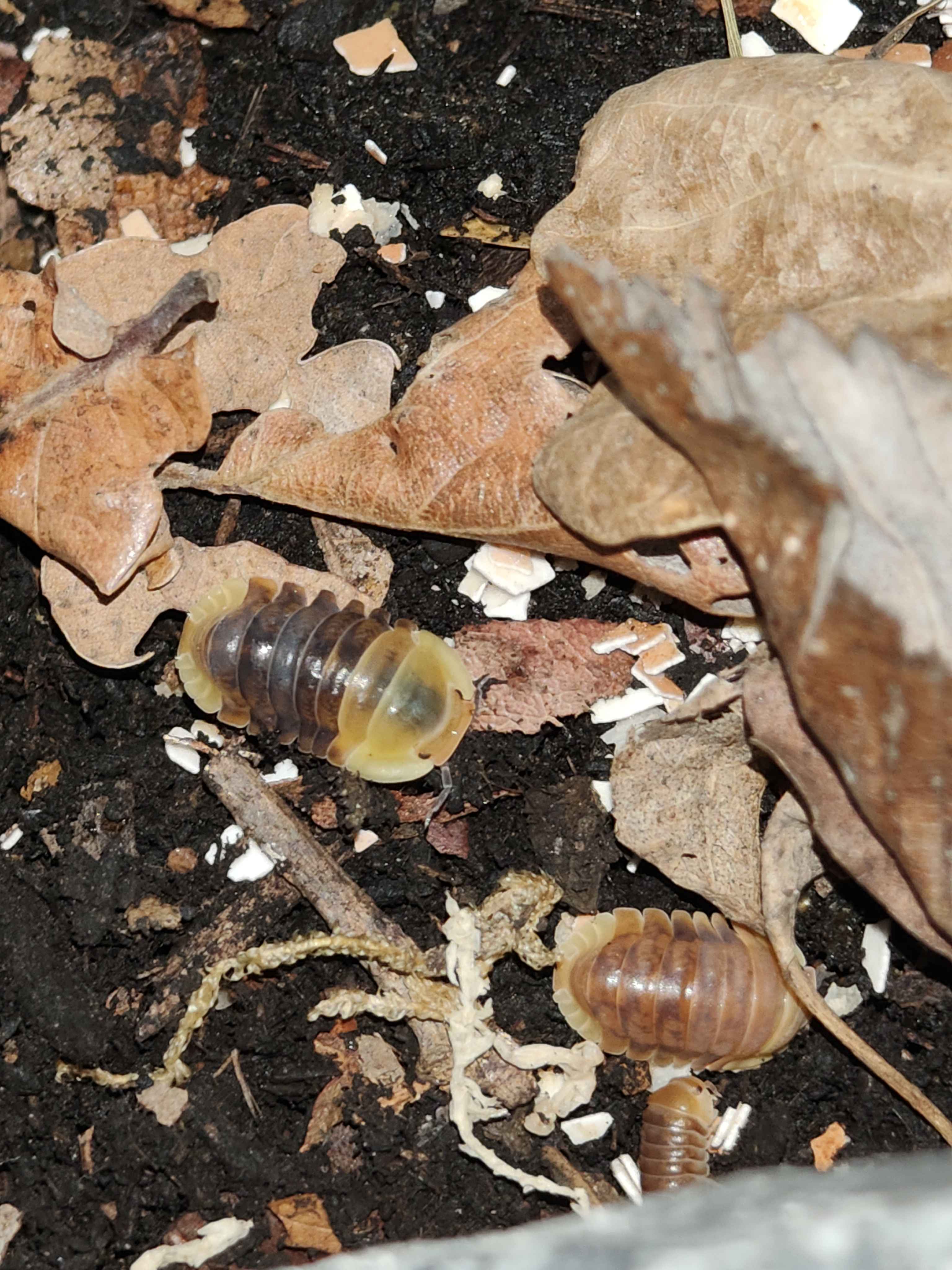 1KG  Organic Irish Substrate