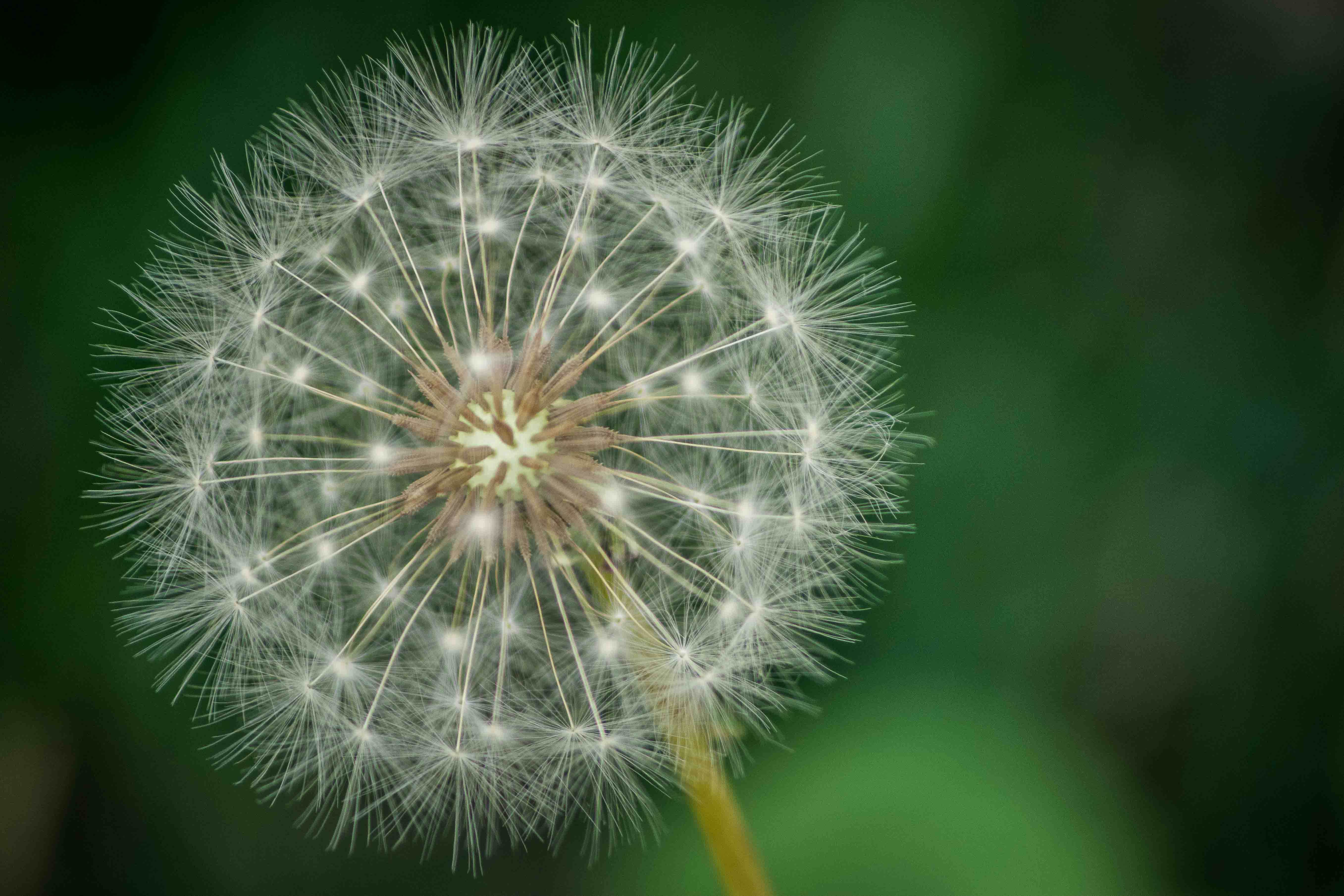 Um simples dente de leão