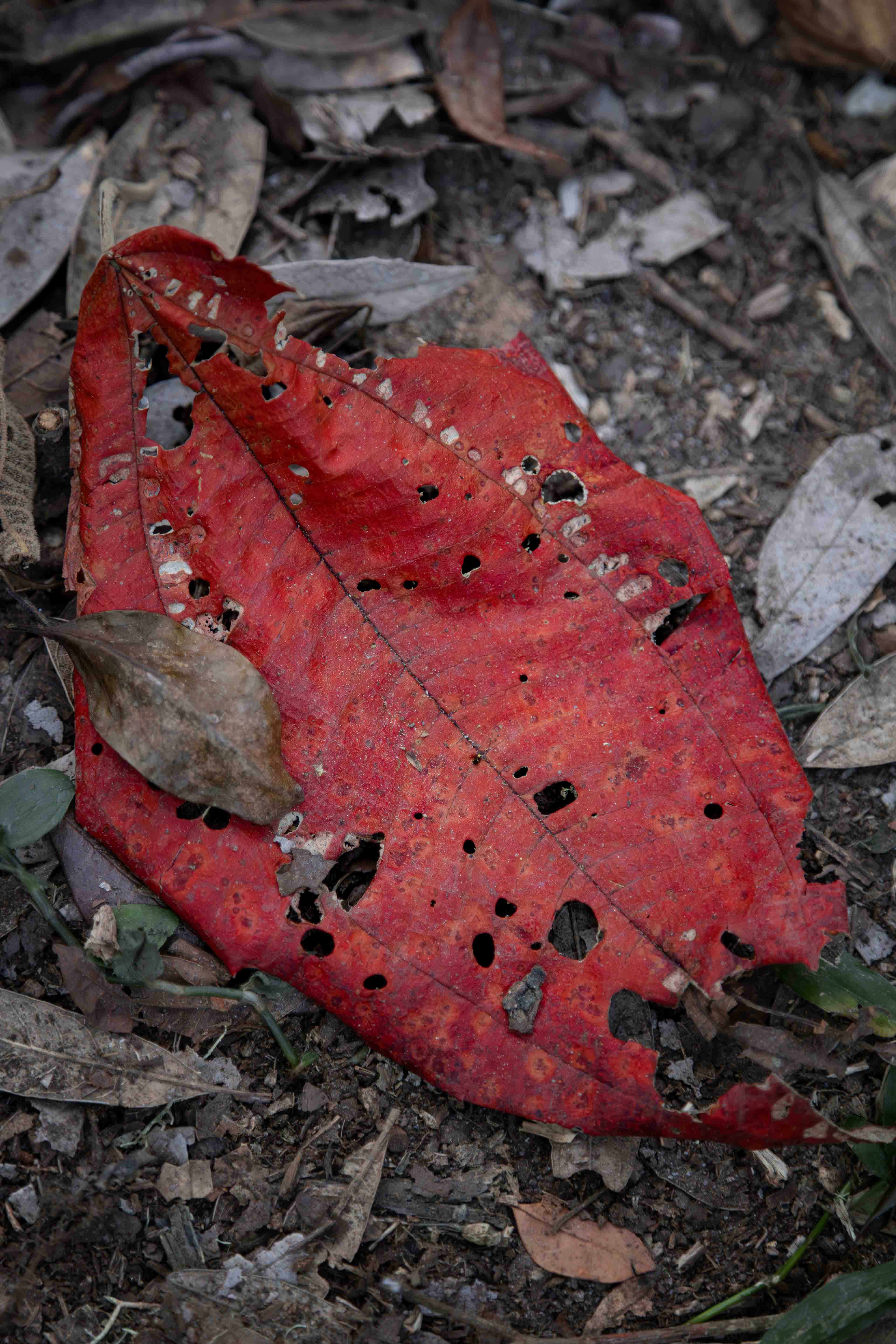 Um singela folha vermelha