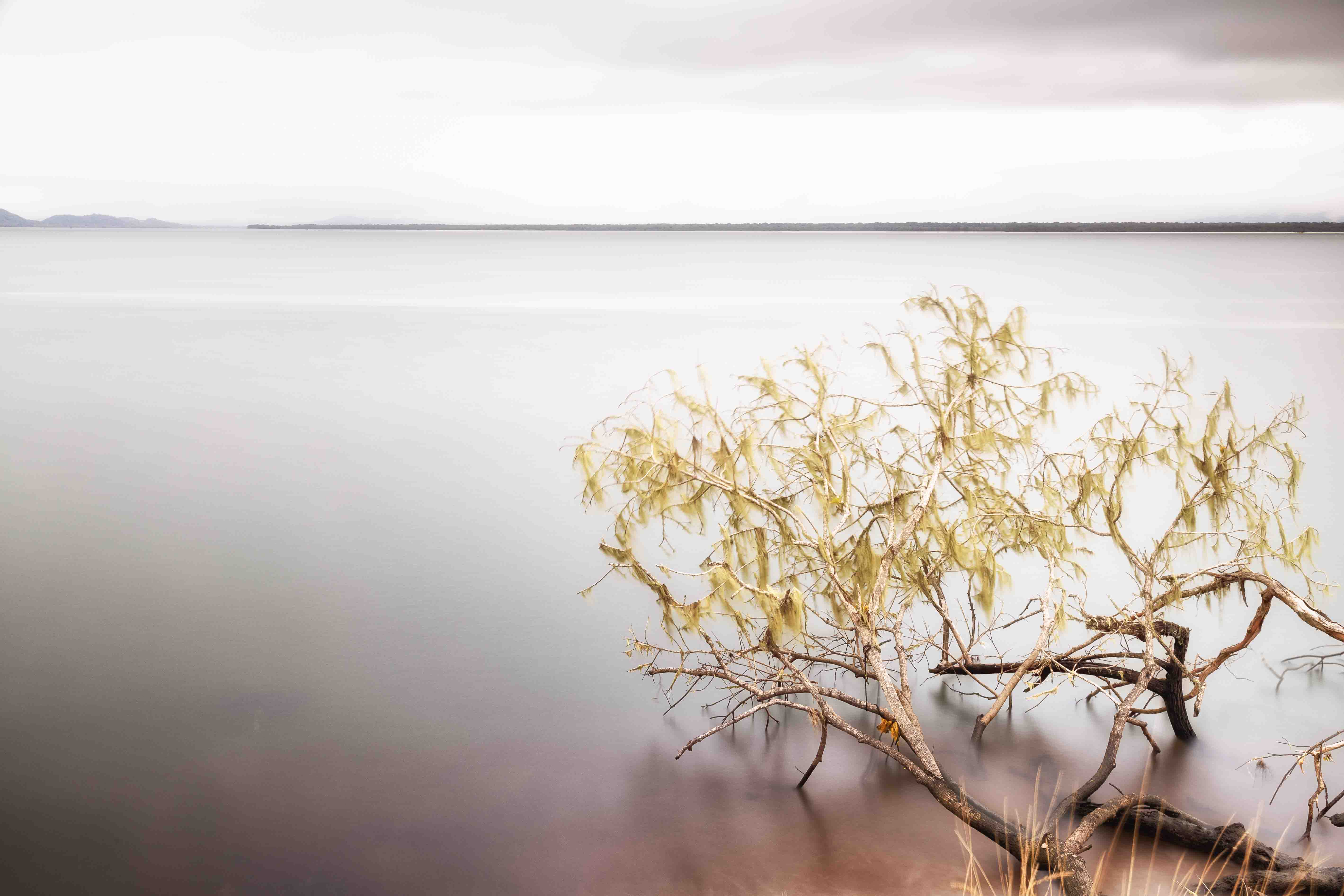 Conexão árvoere e mar