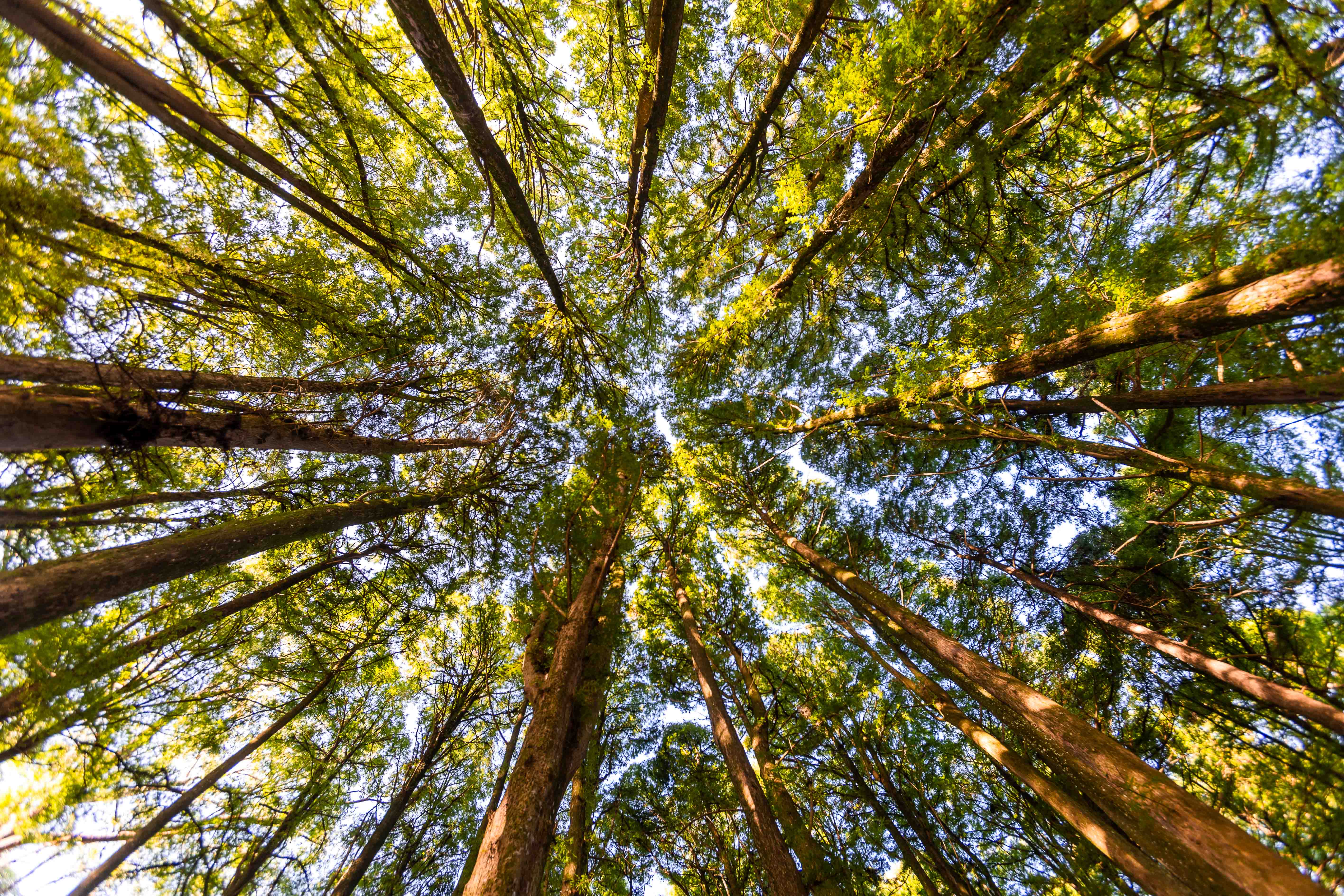Floresta de eucaliptos