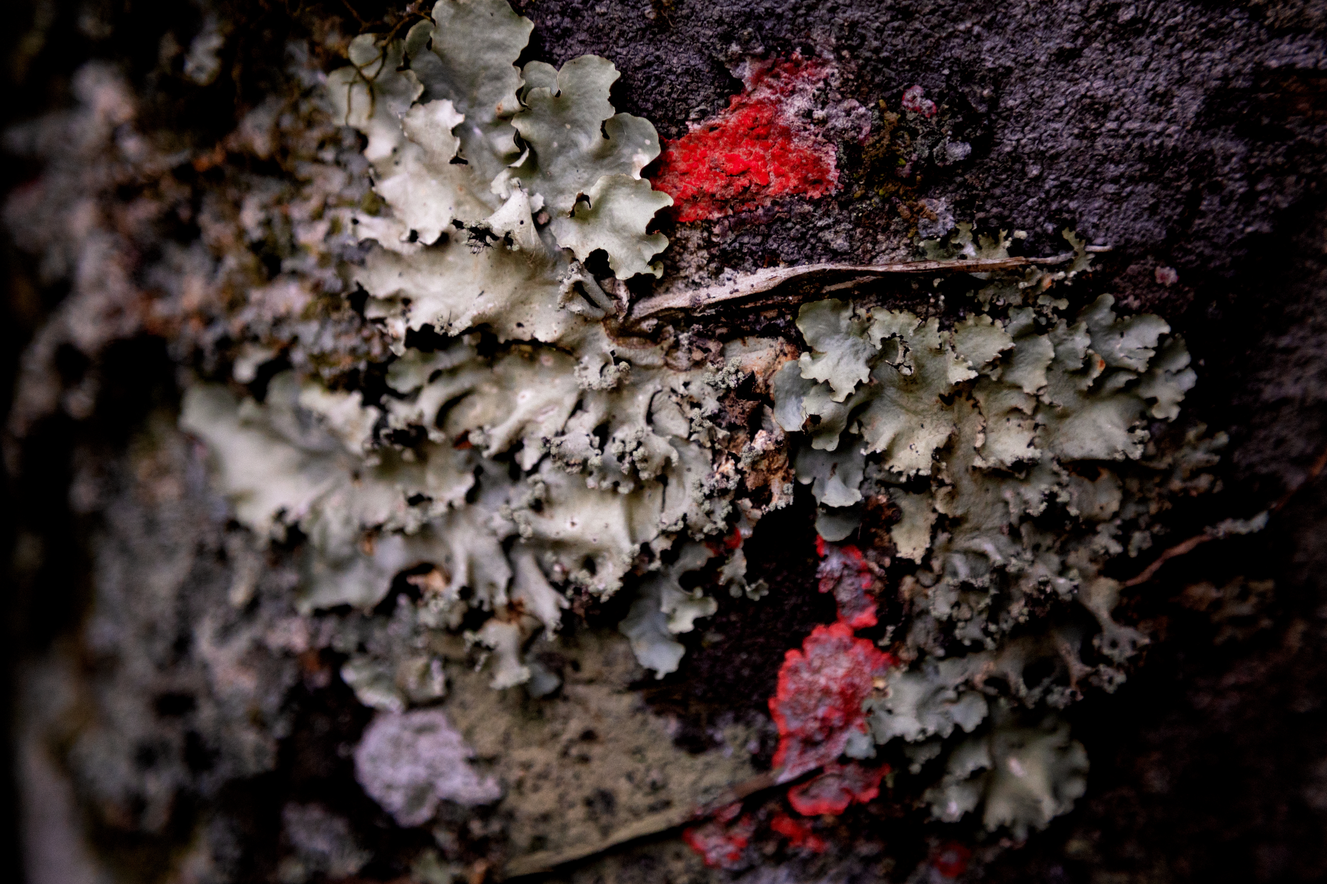 Musgo e líquen decorativos