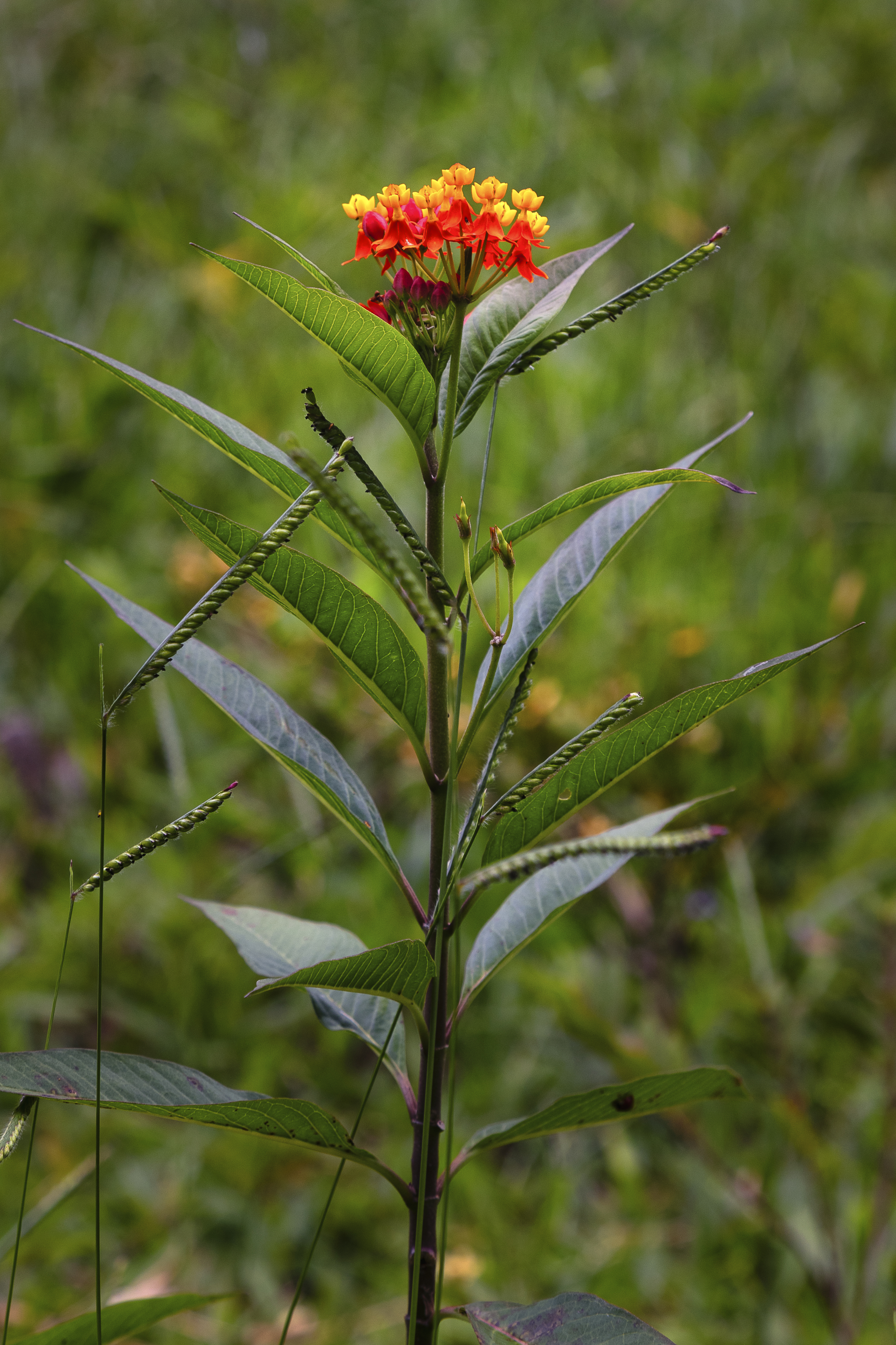 Planta Asclepias Curassavica ou simplesmente "linda flor"